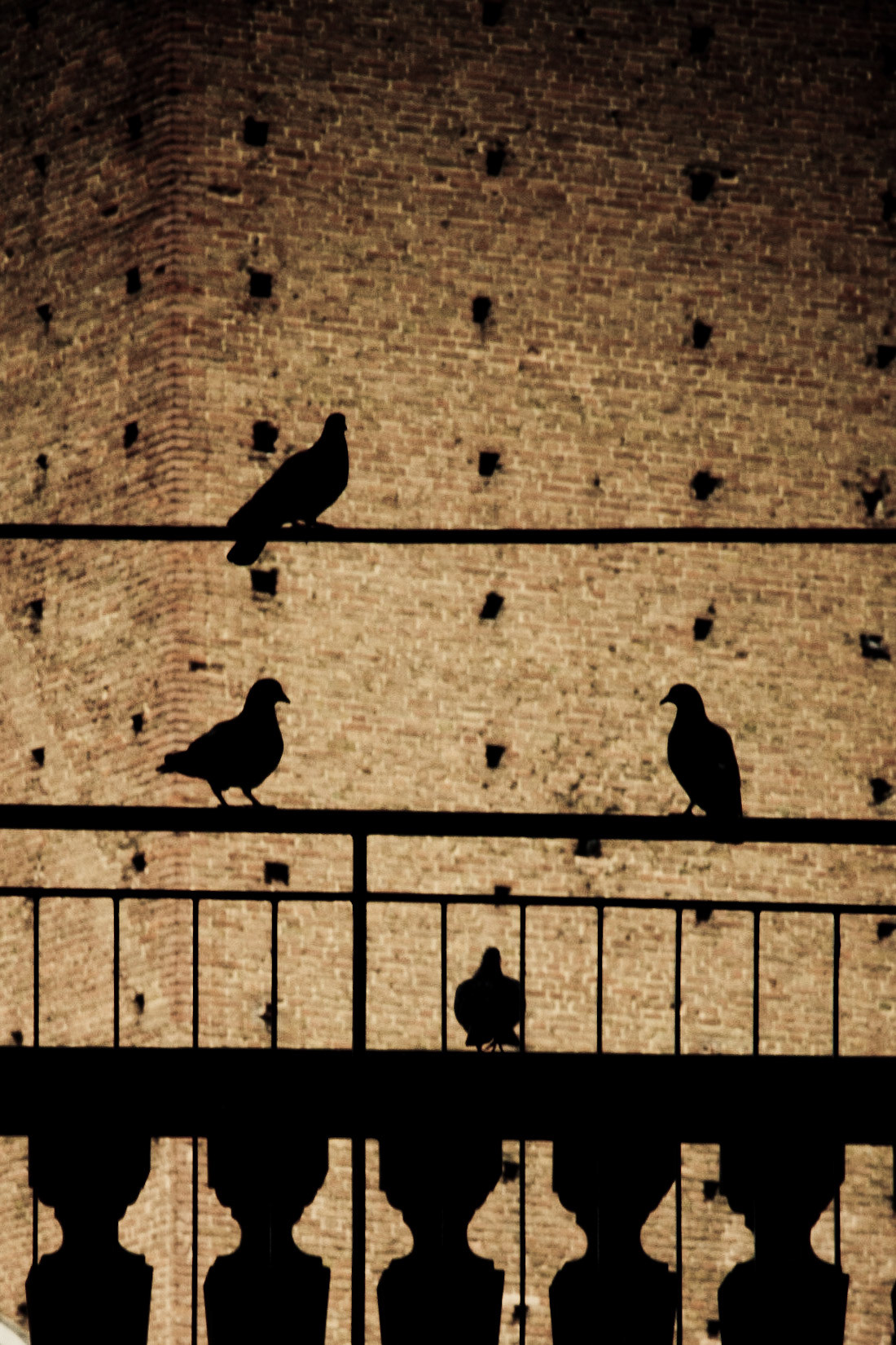 Siena Doves