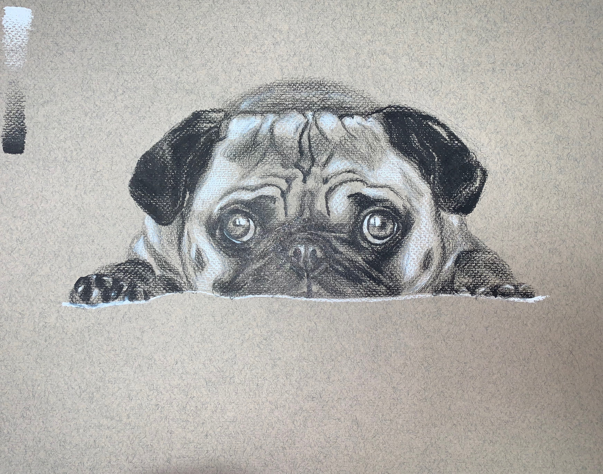 Pug drawing using colored pencils