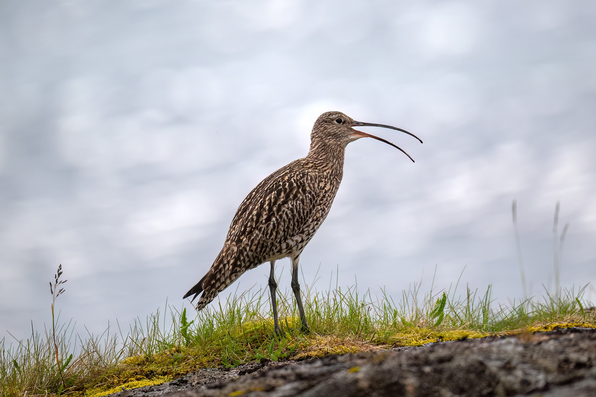 Chiurlo maggiore maschio