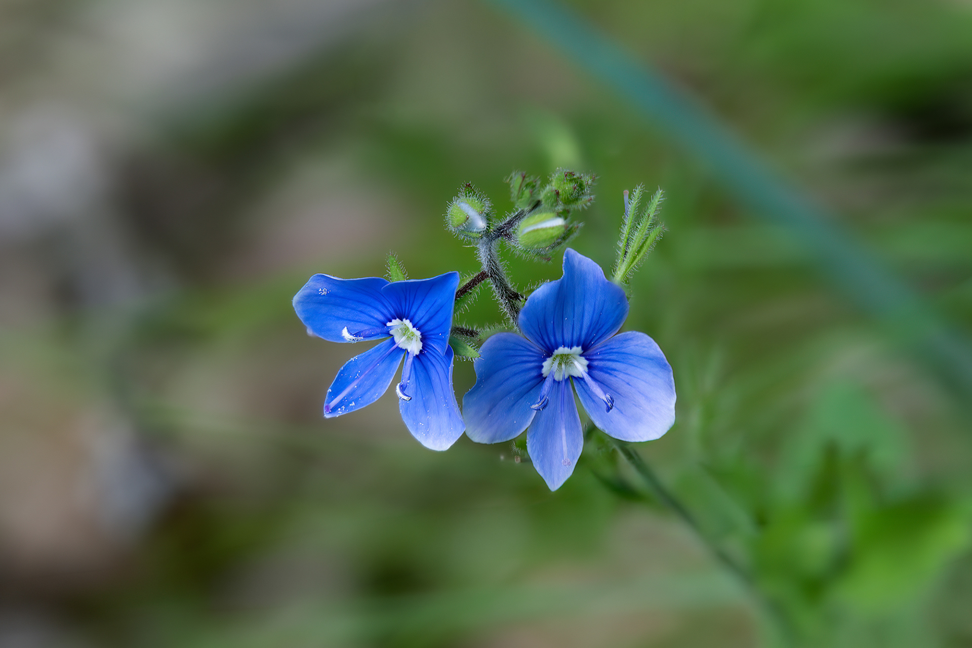 Veronica