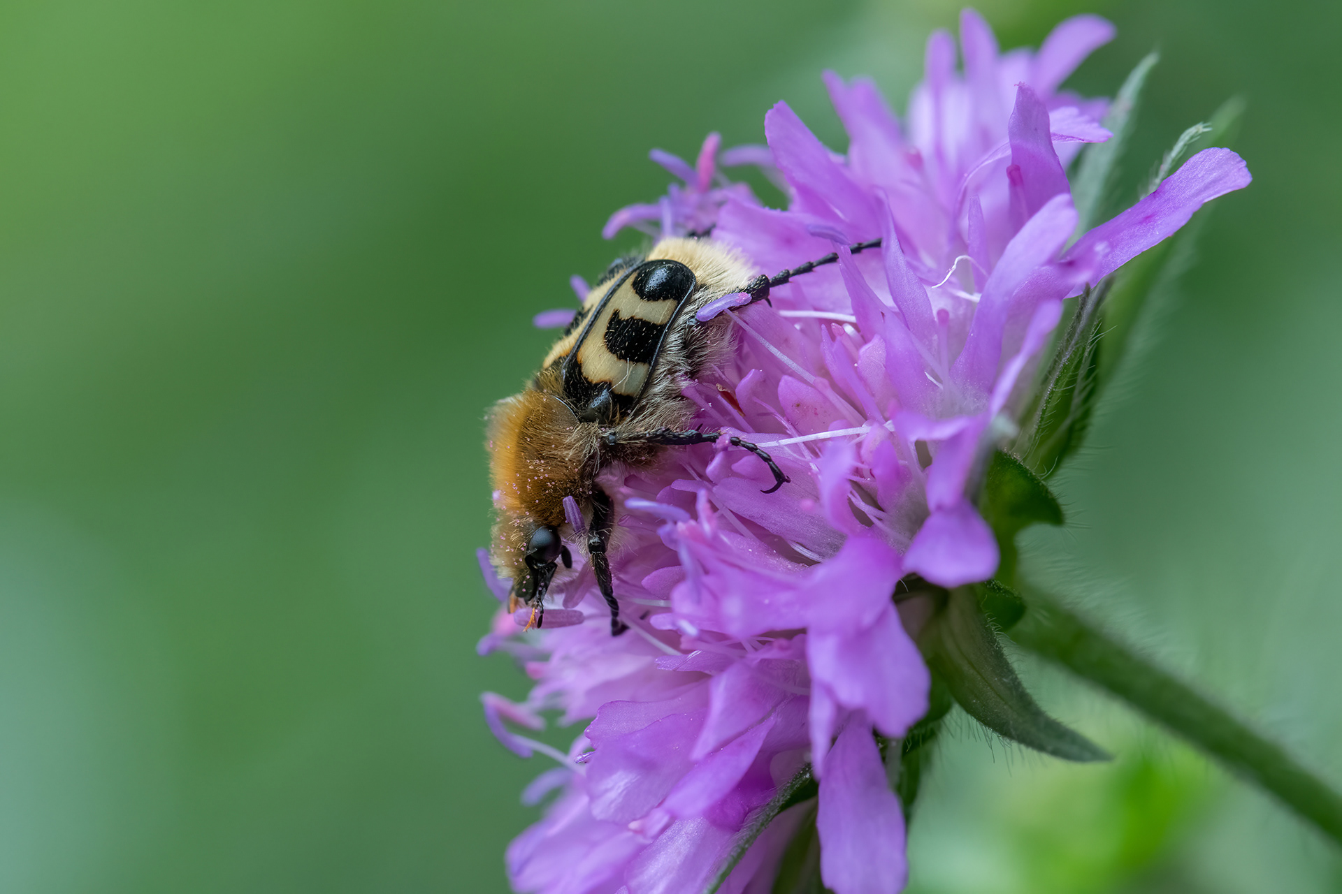 Trichius fasciatus