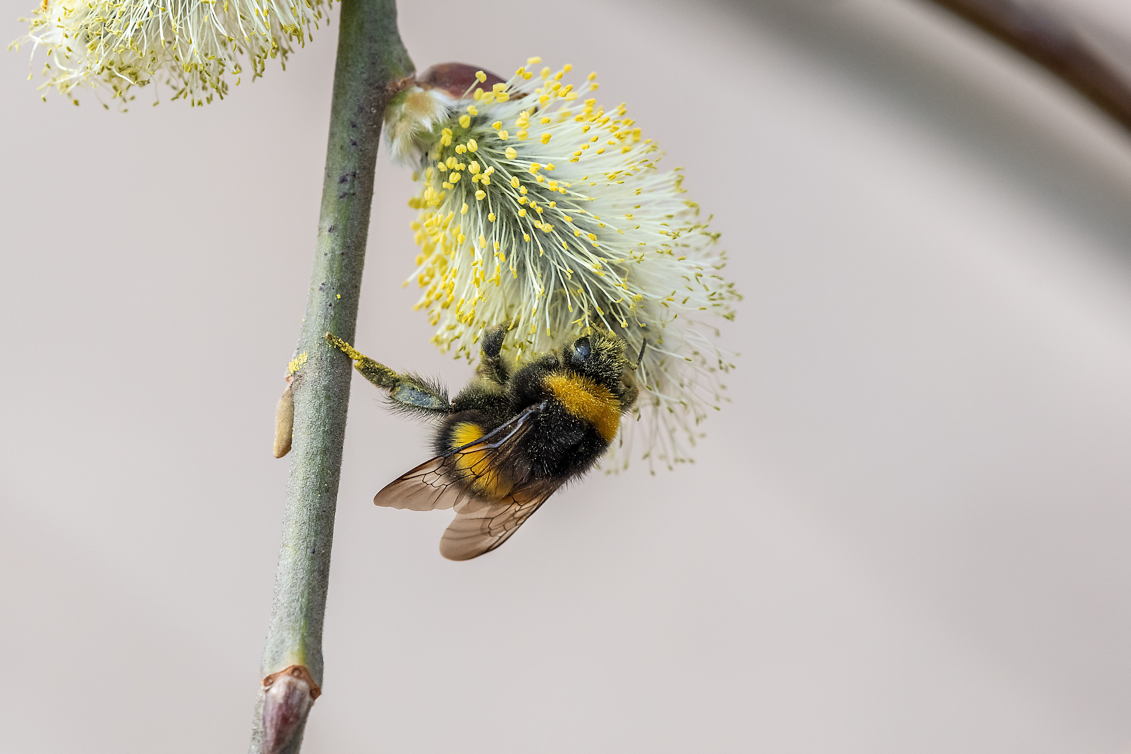 Bombus terrestris