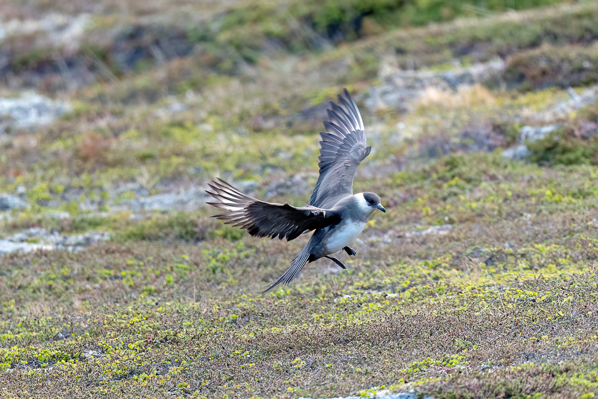 Penisola di Varanger - Labbo fase chiara