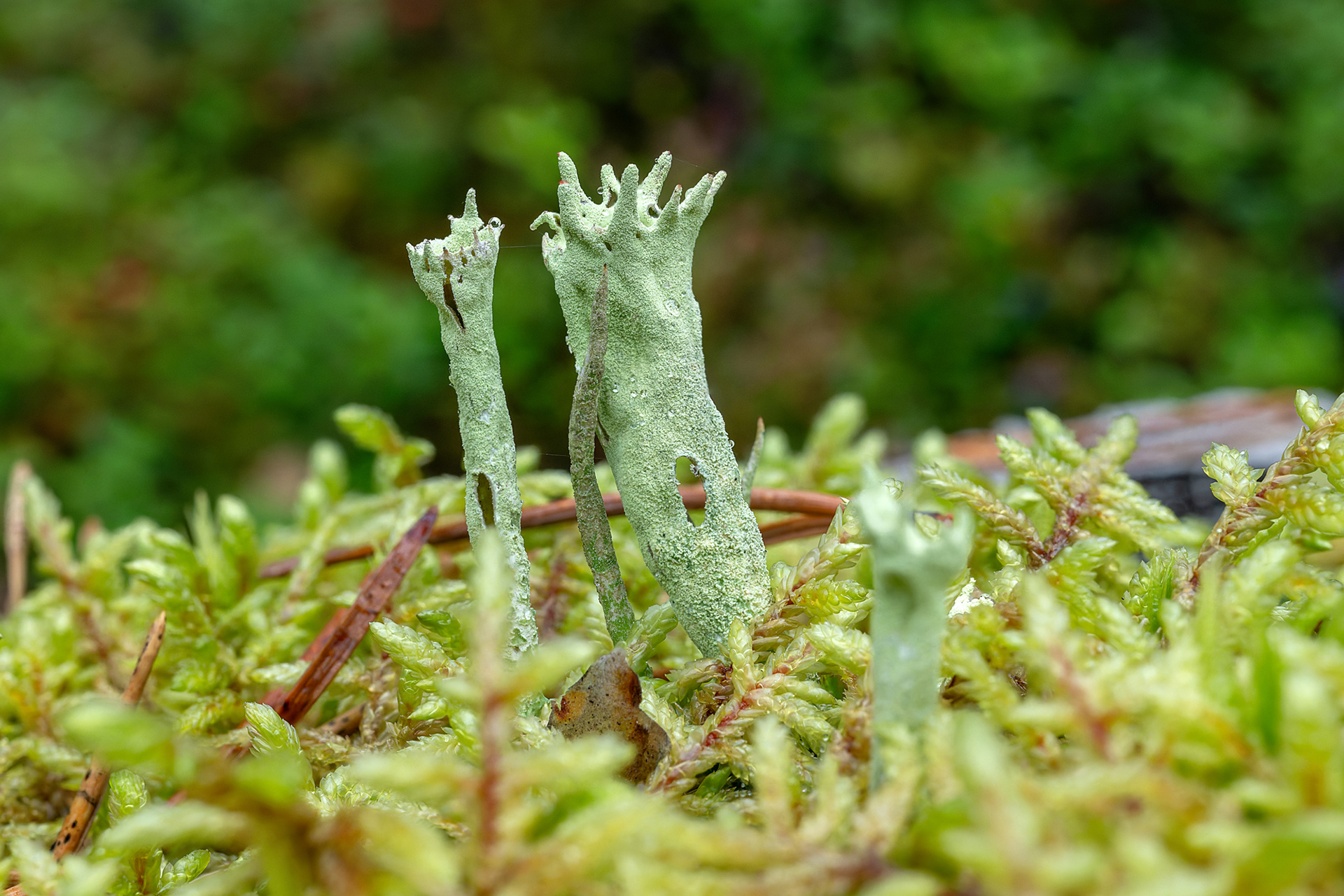 Cladonia cenotea o uncialis