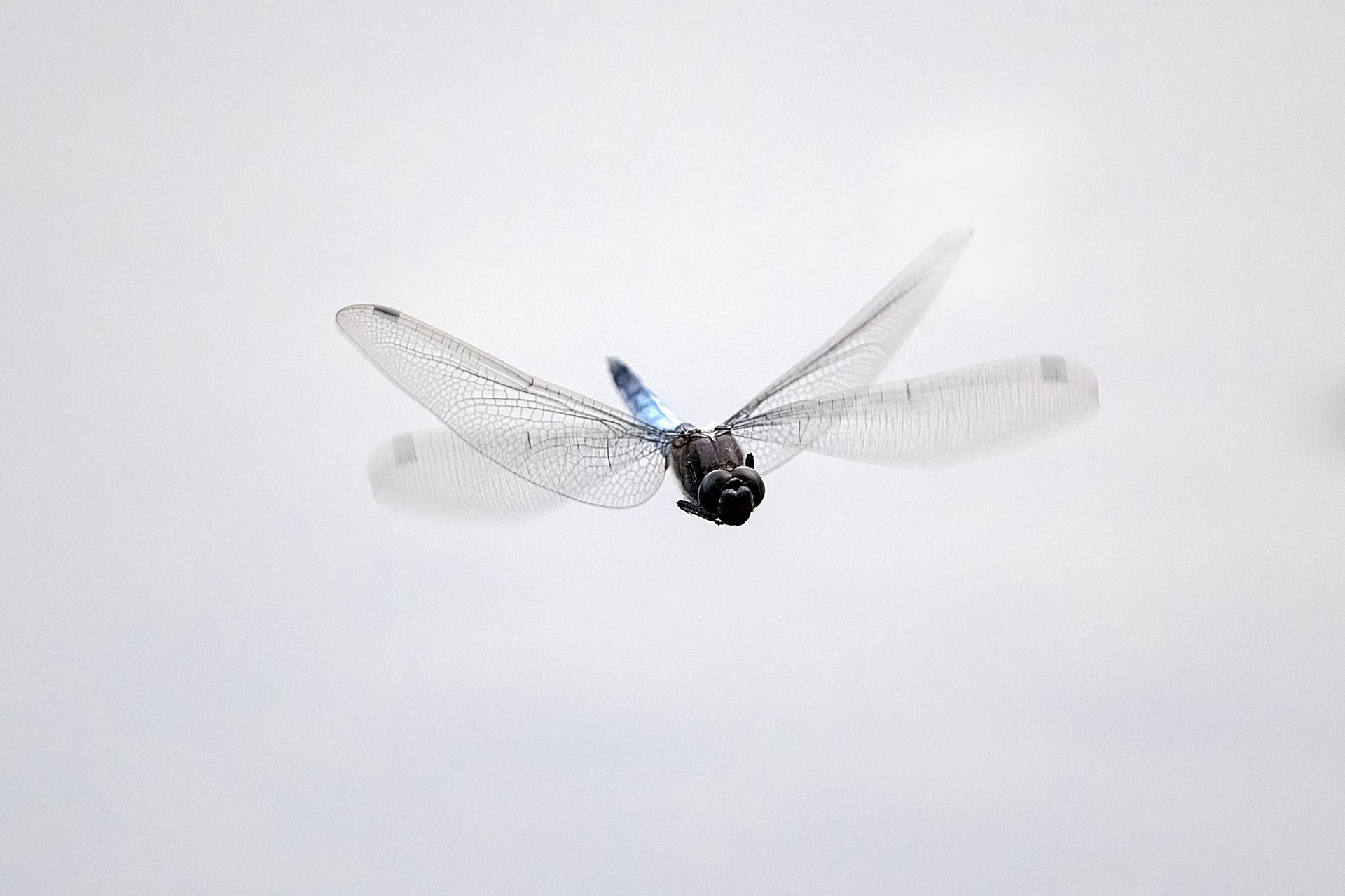 Orthetrum albystilum