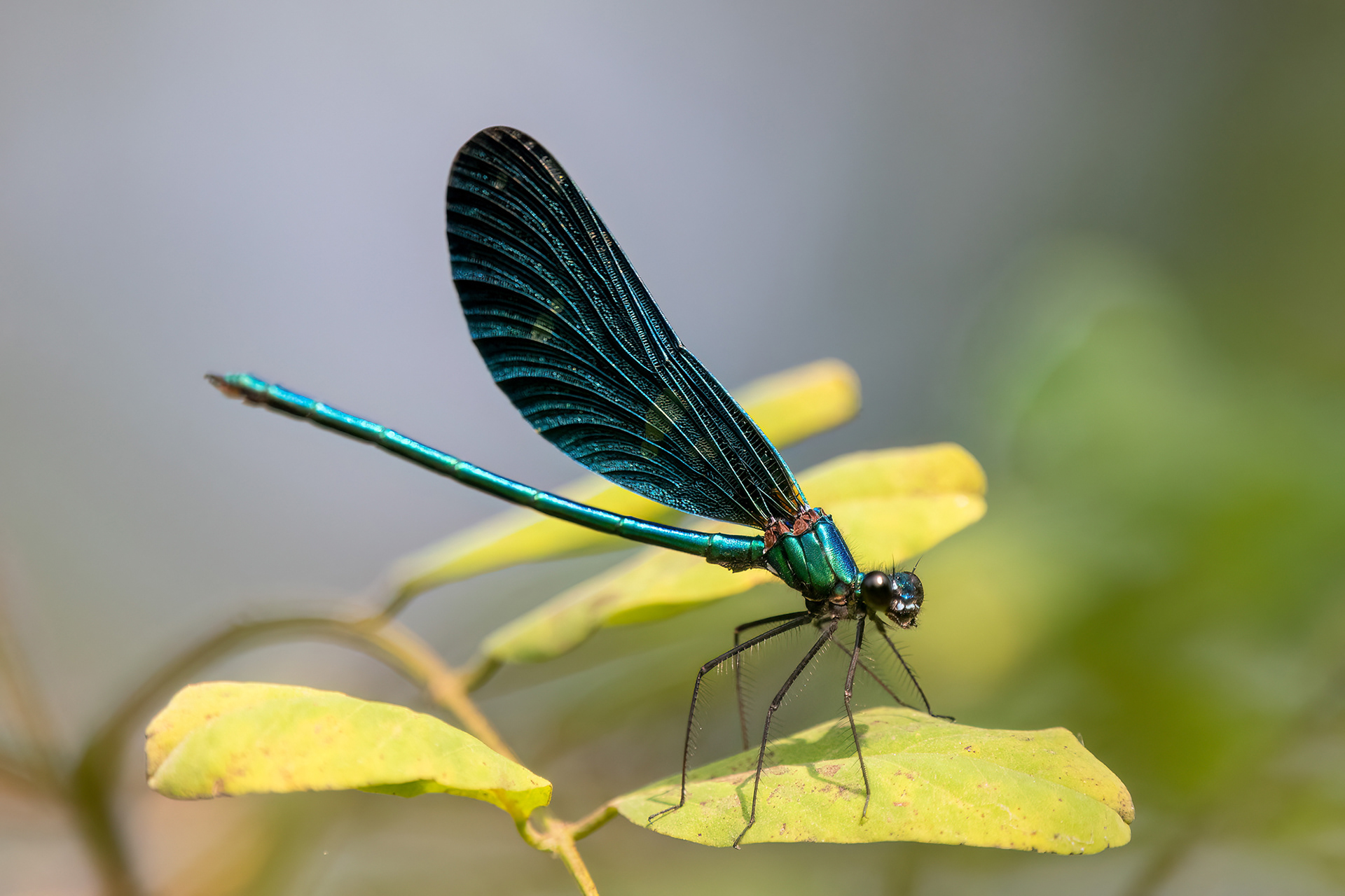 Calopteryx