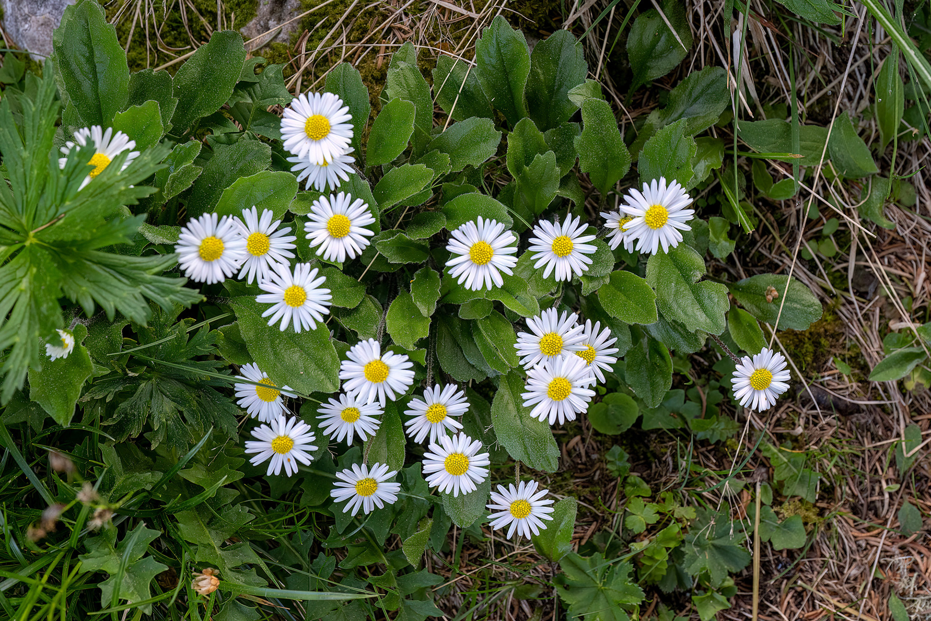 Pratolina - Bellis perennis