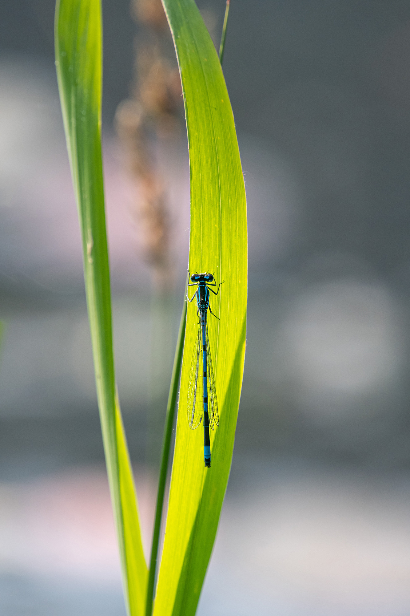 Coenagrion puella maschio