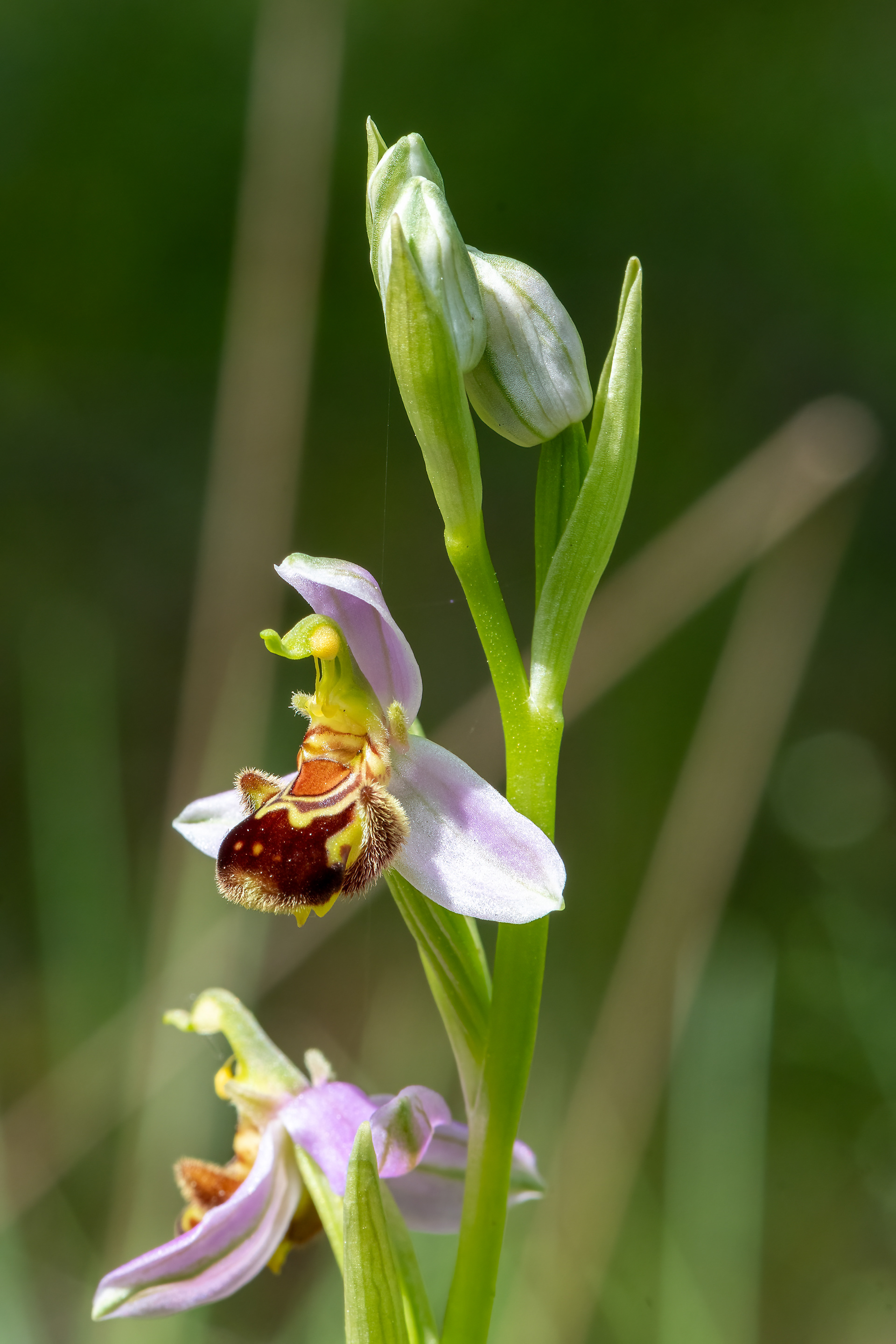 Ophrys apifera