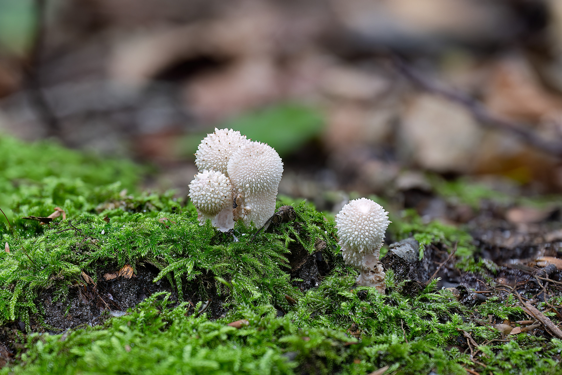 Lycoperdon perlatum