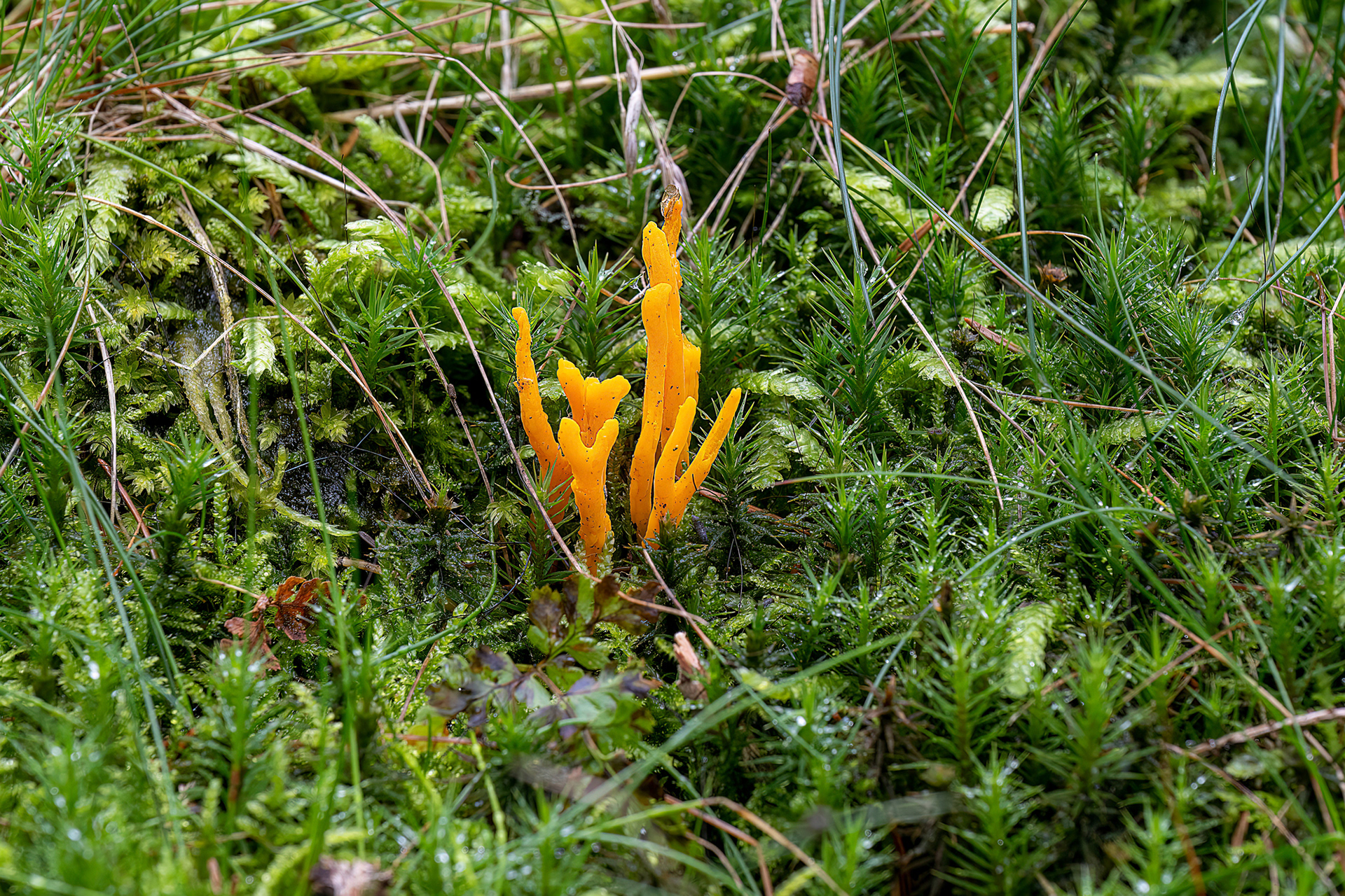 Calocera viscosa