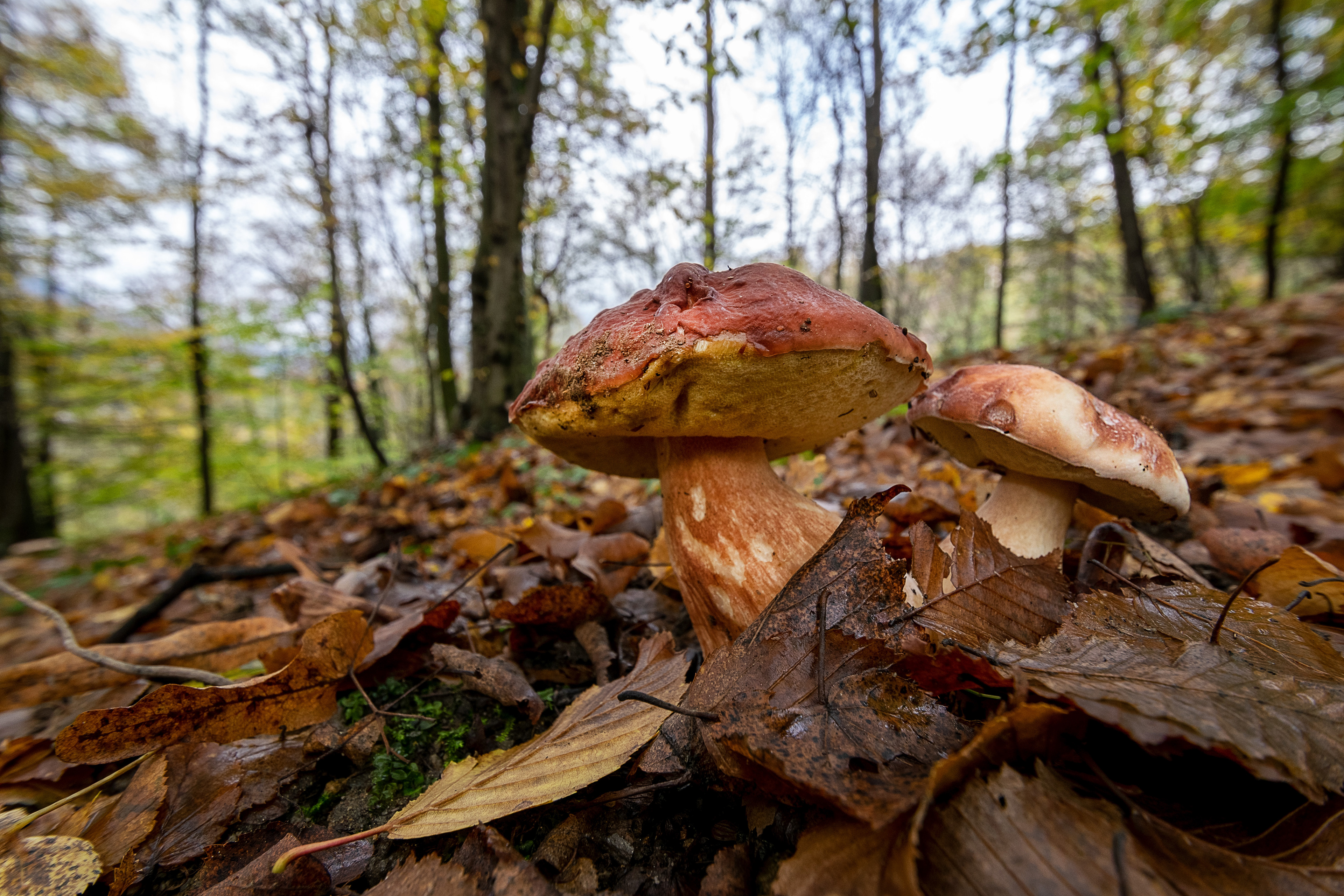 Boletus pinicula
