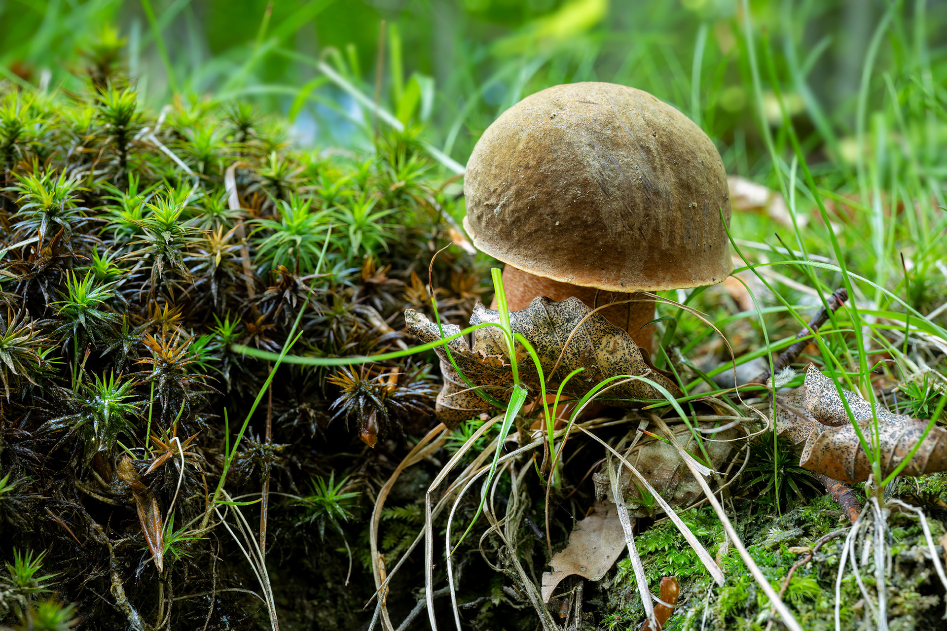 Boletus erythropus