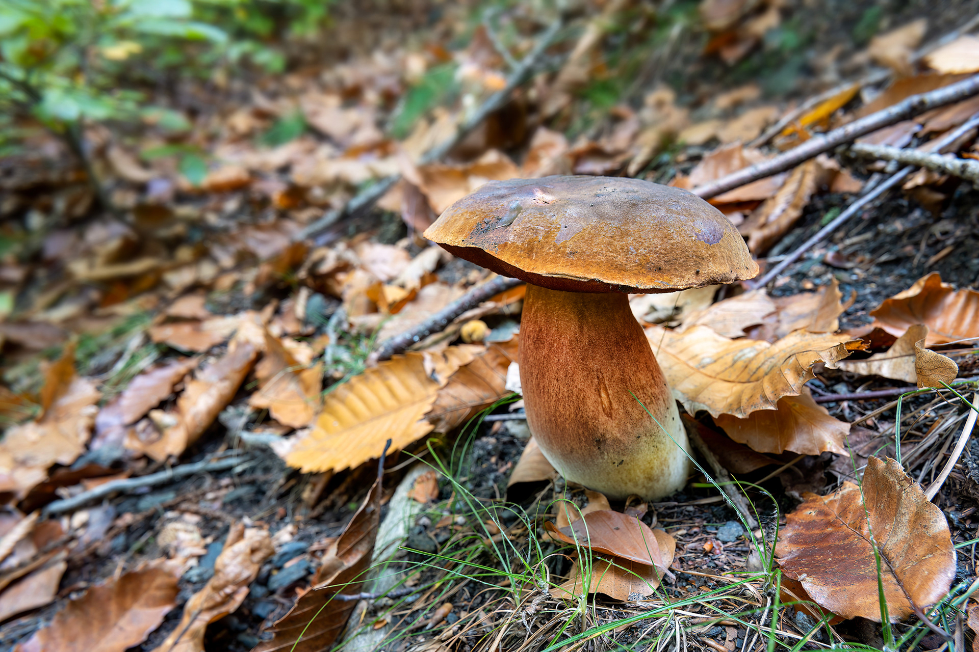 Boletus erythropus