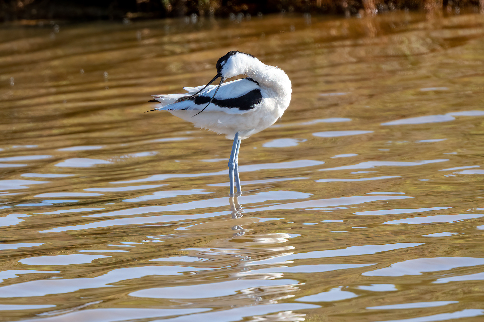 Avocetta