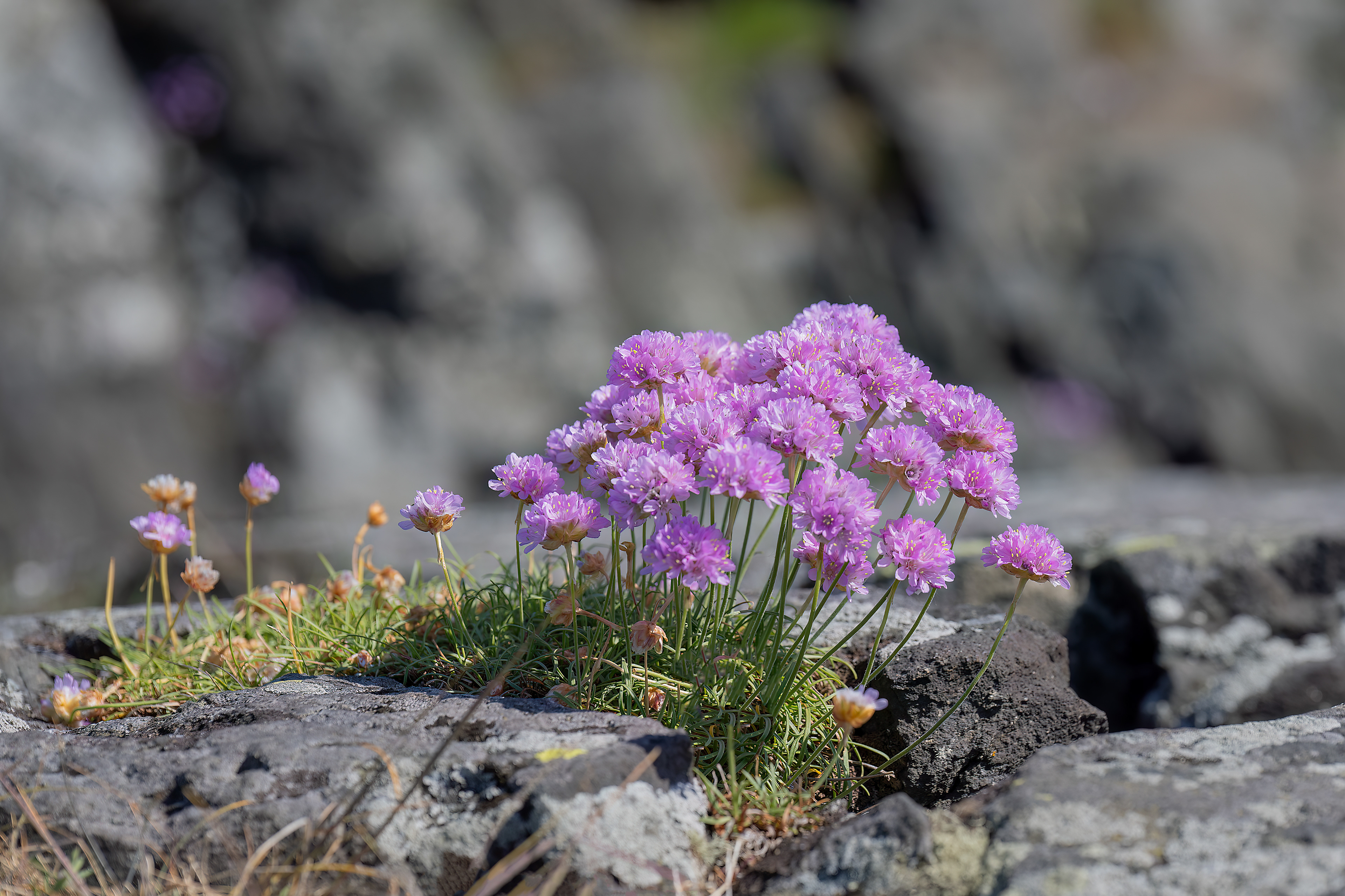 Armeria marittima