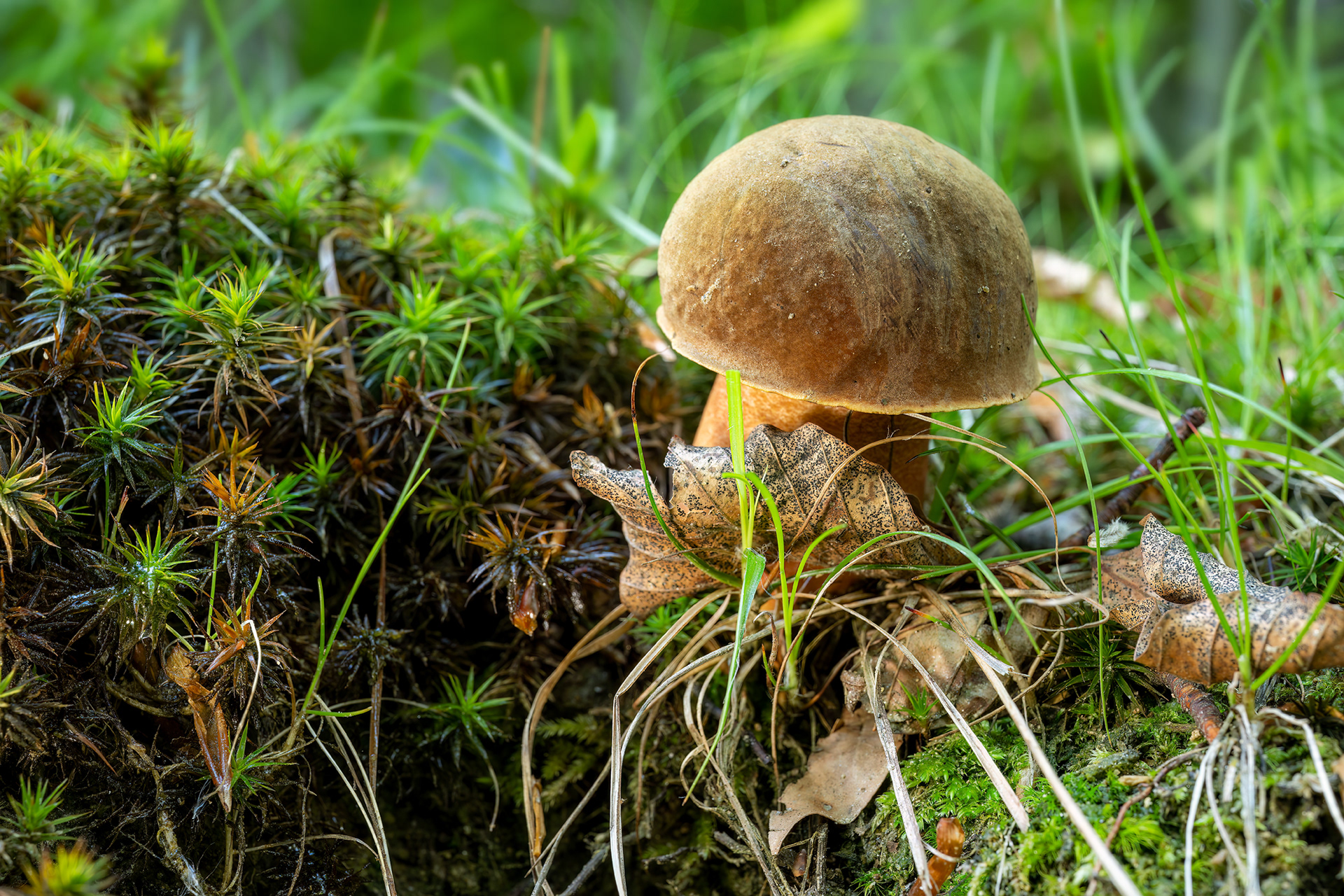 Boletus erythropus