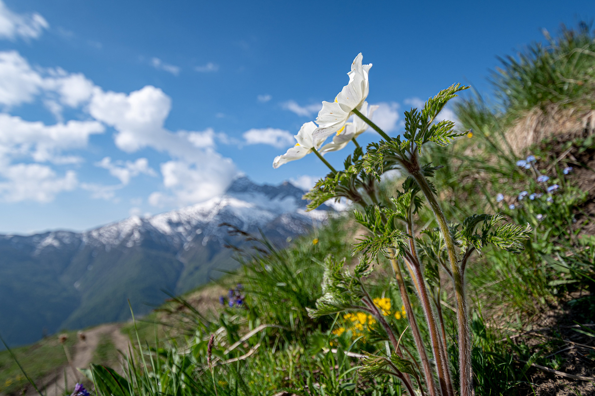 Pulsatilla alpina