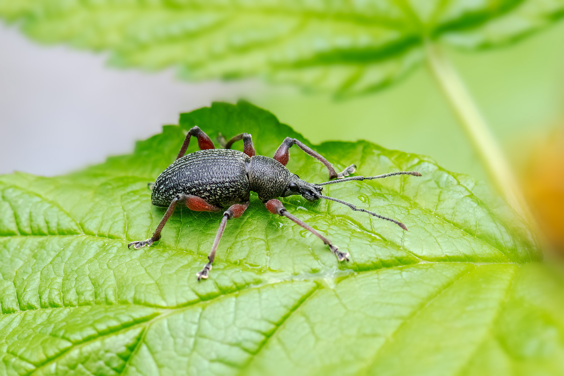 Otiorhynchus clavipes