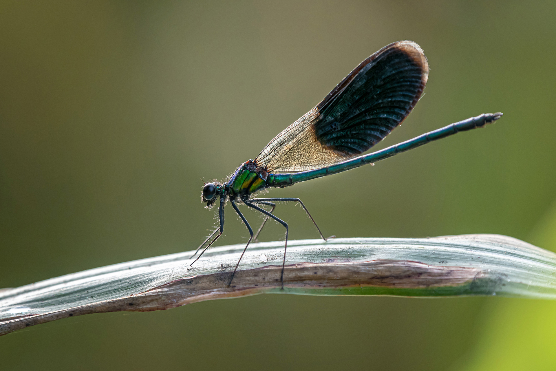 Calopteryx xanthostoma maschio