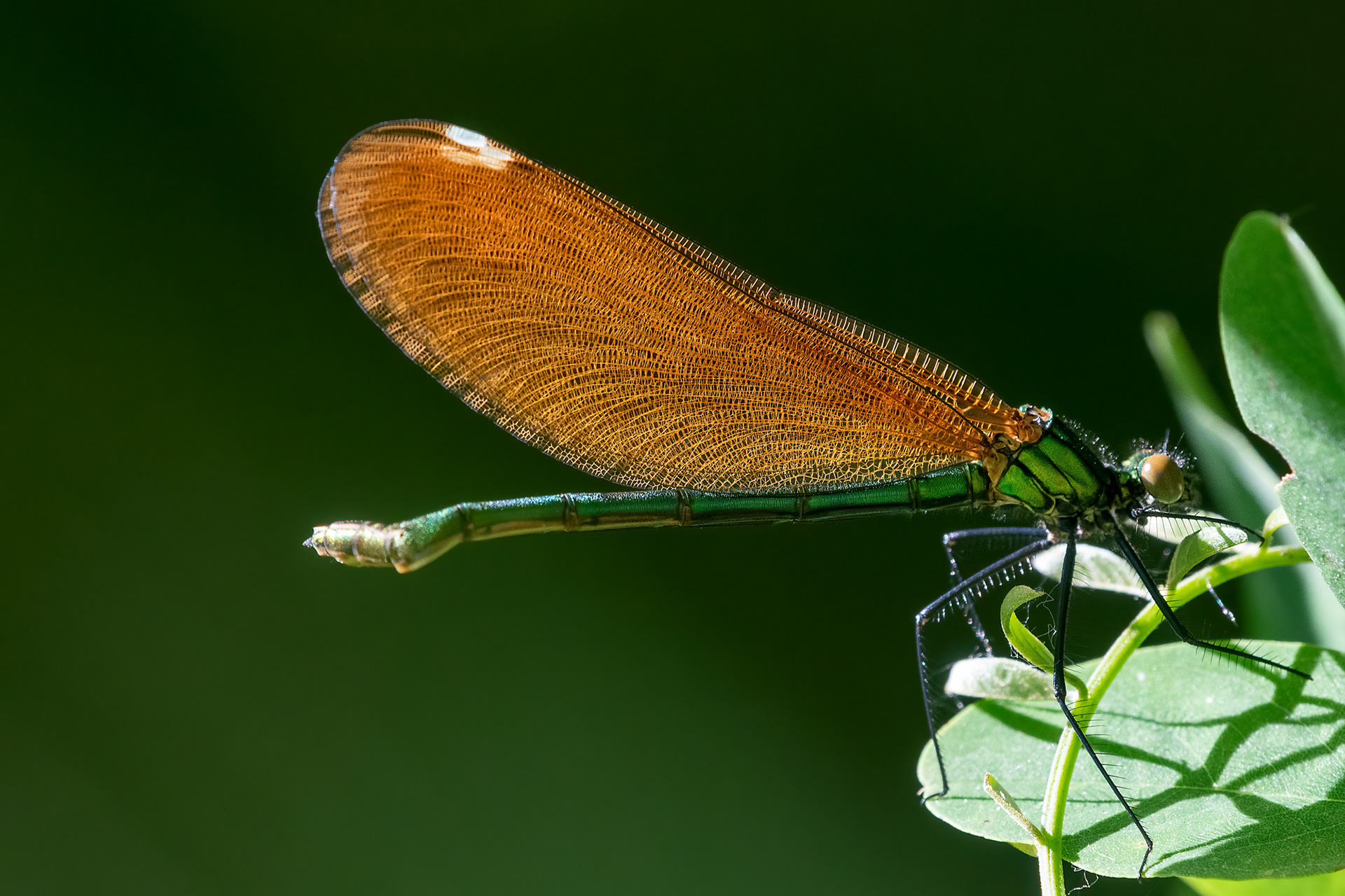 Calopteryx