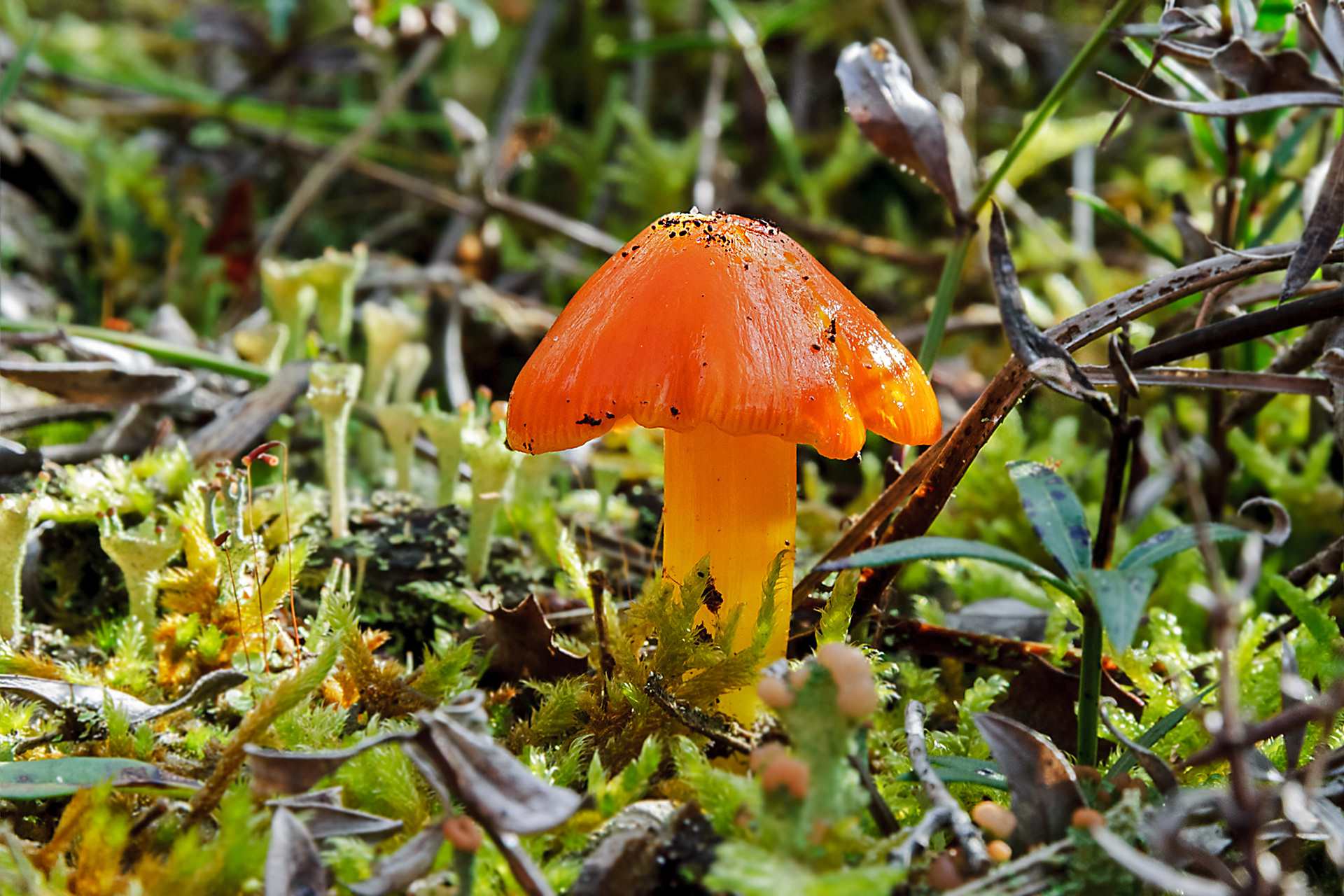 Foret des Saumonards