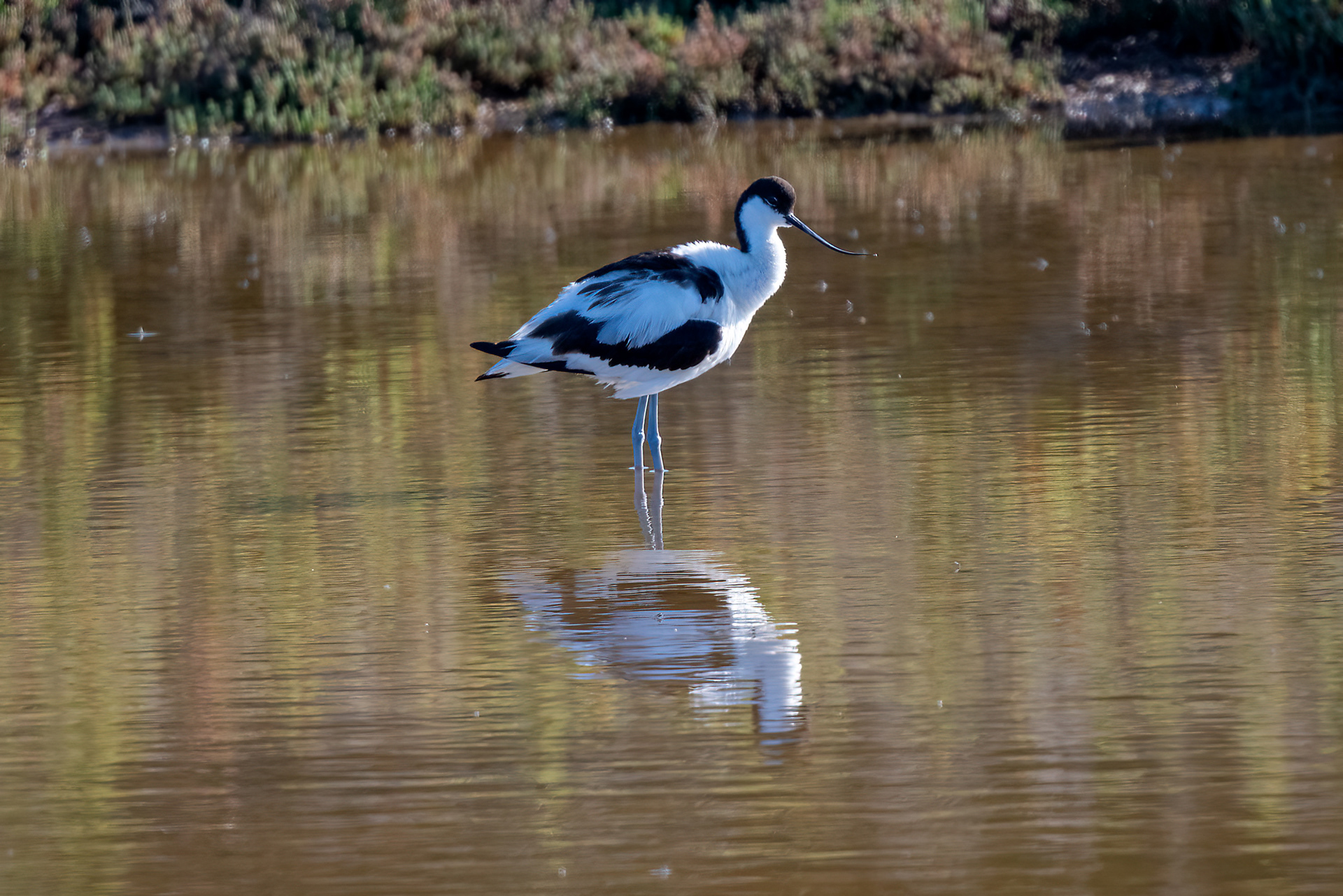 Avocetta