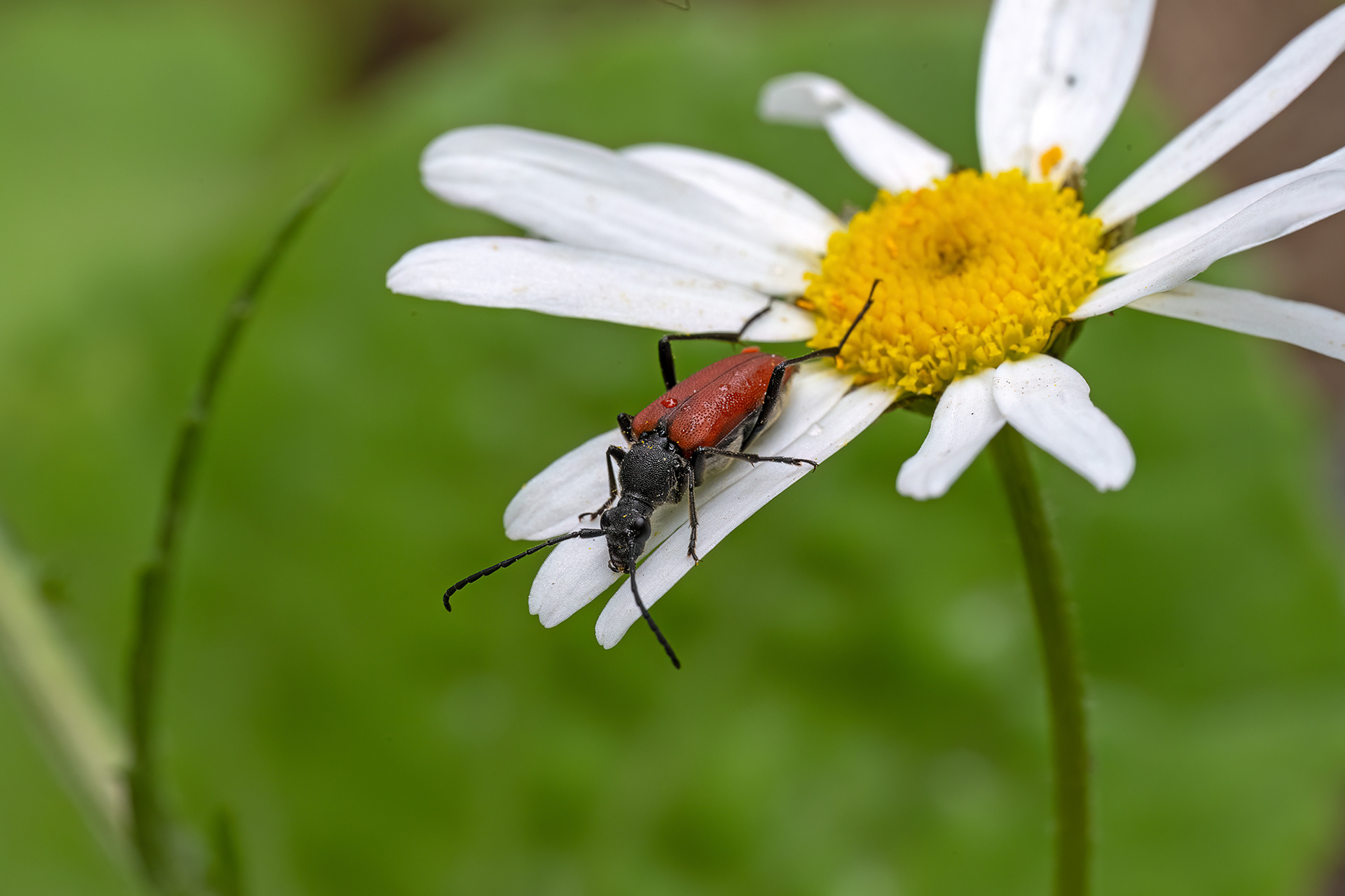 Anastrangalia sanguinolenta