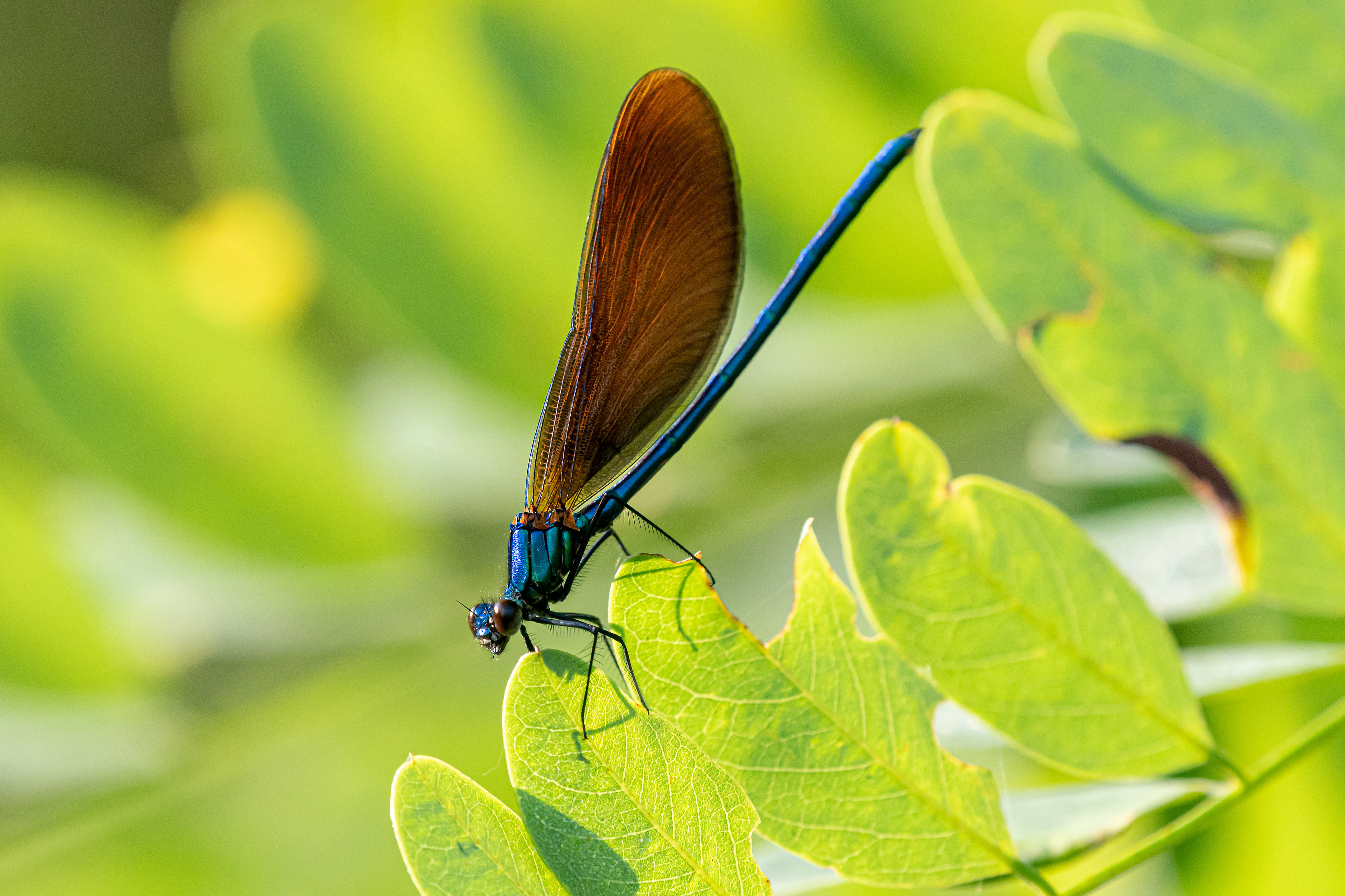 Calopteryx virgo