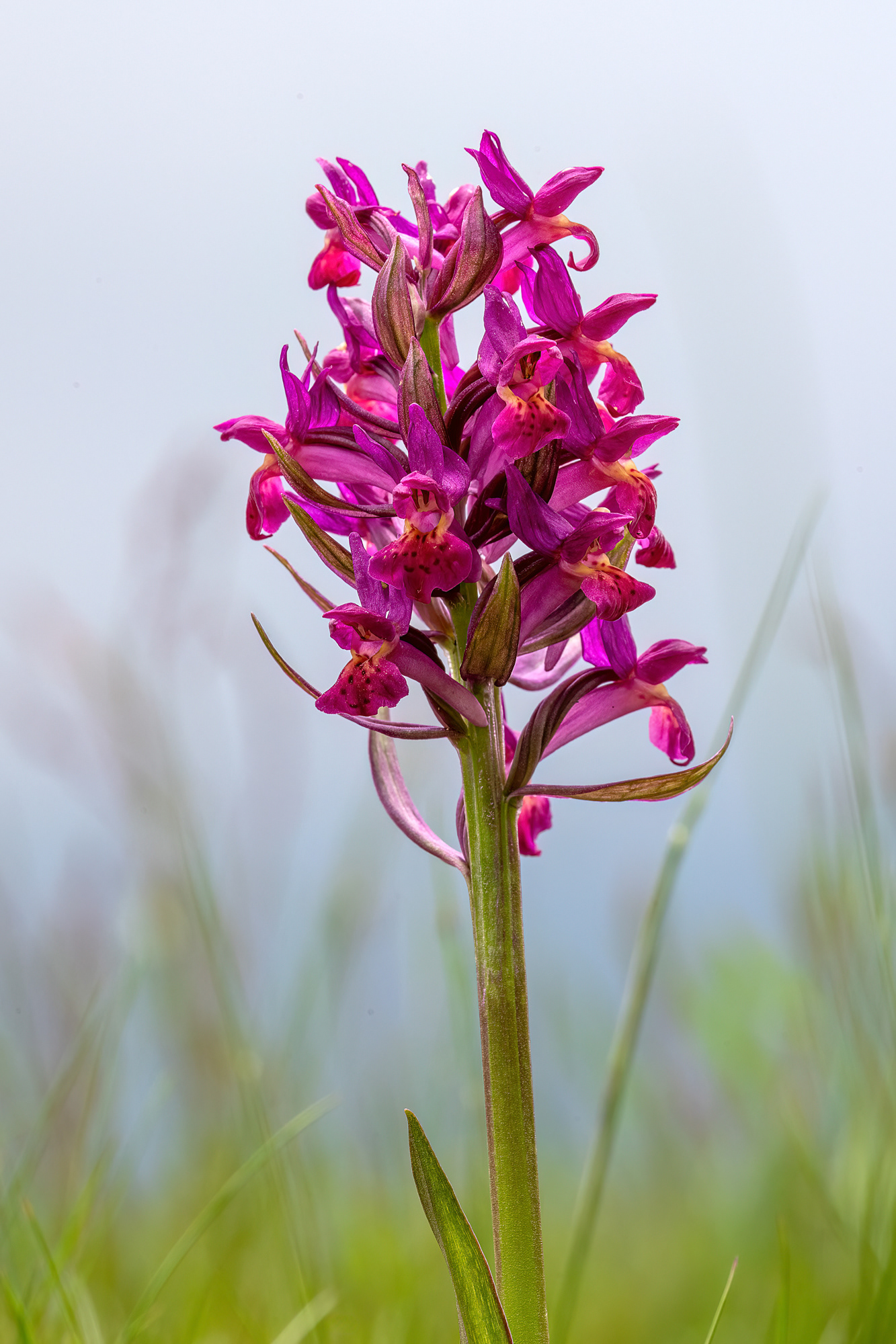 Dactylorhiza sambucina