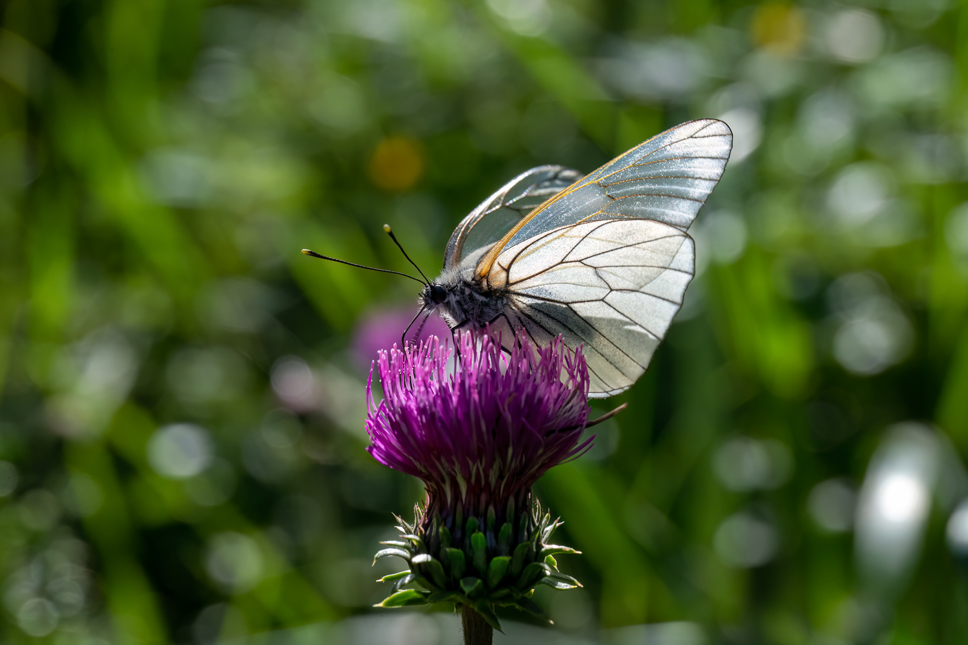 Aporia crataegi