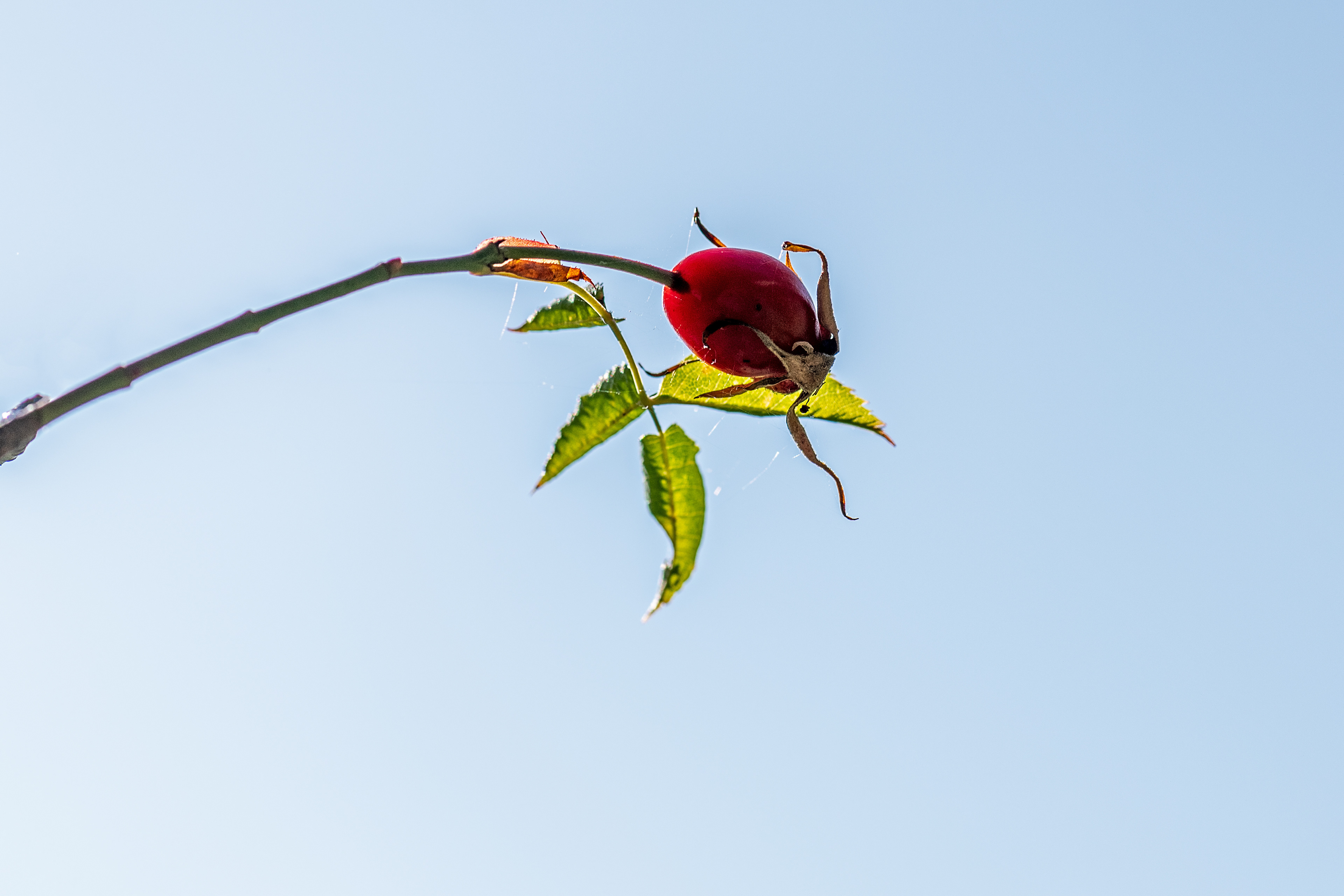 Rosa canina