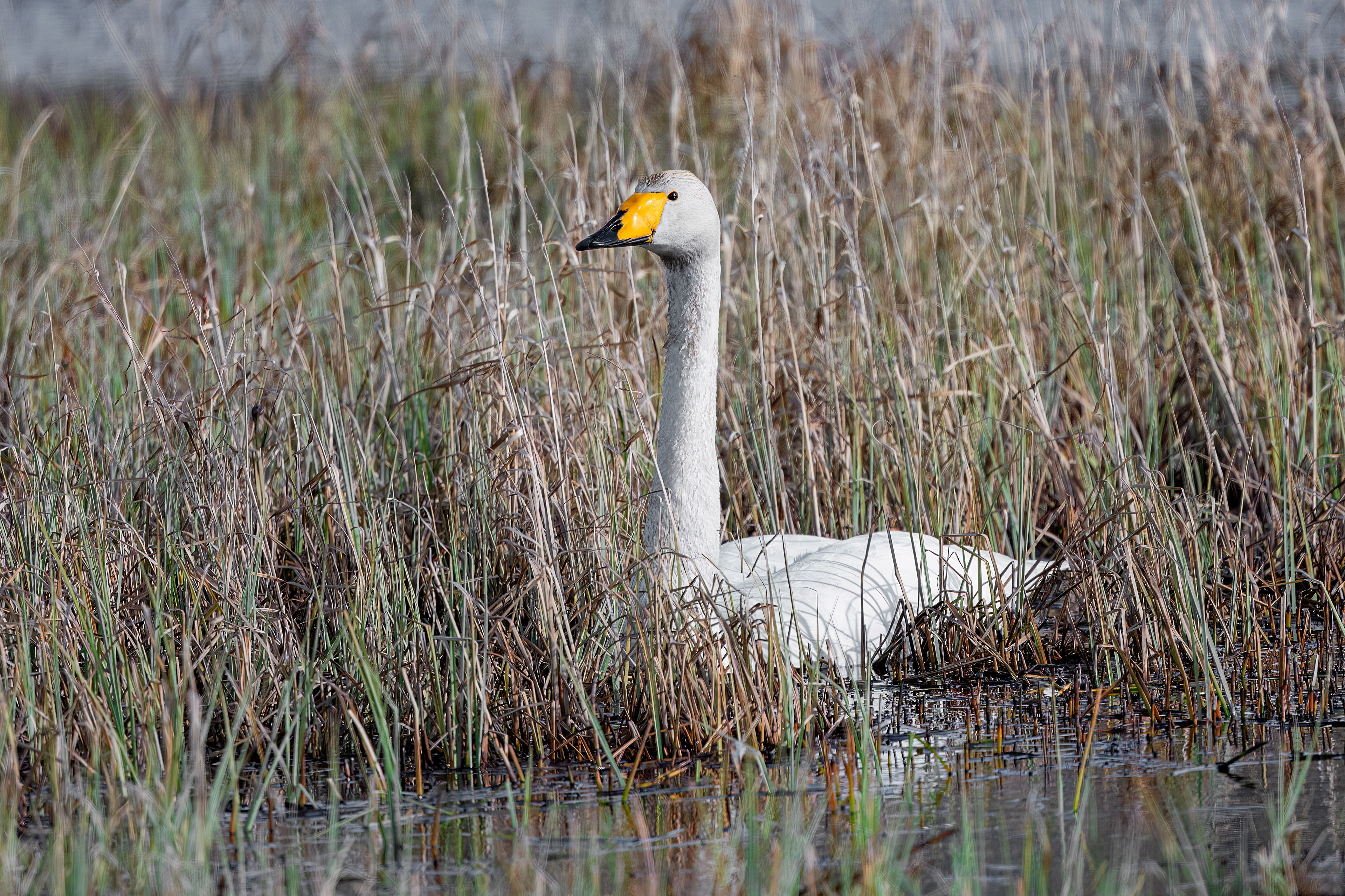 Cigno selvatico
