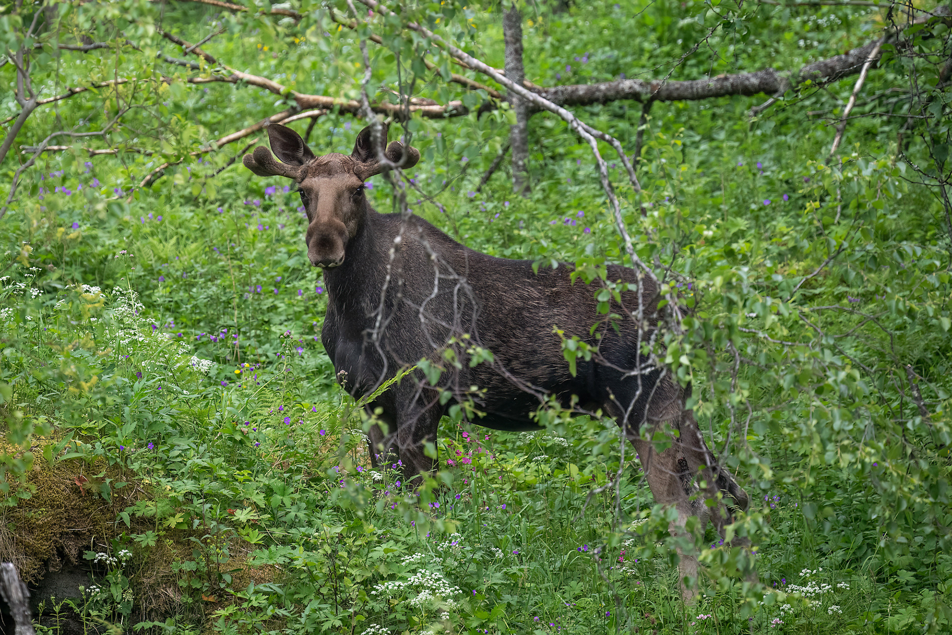 Alce maschio giovane