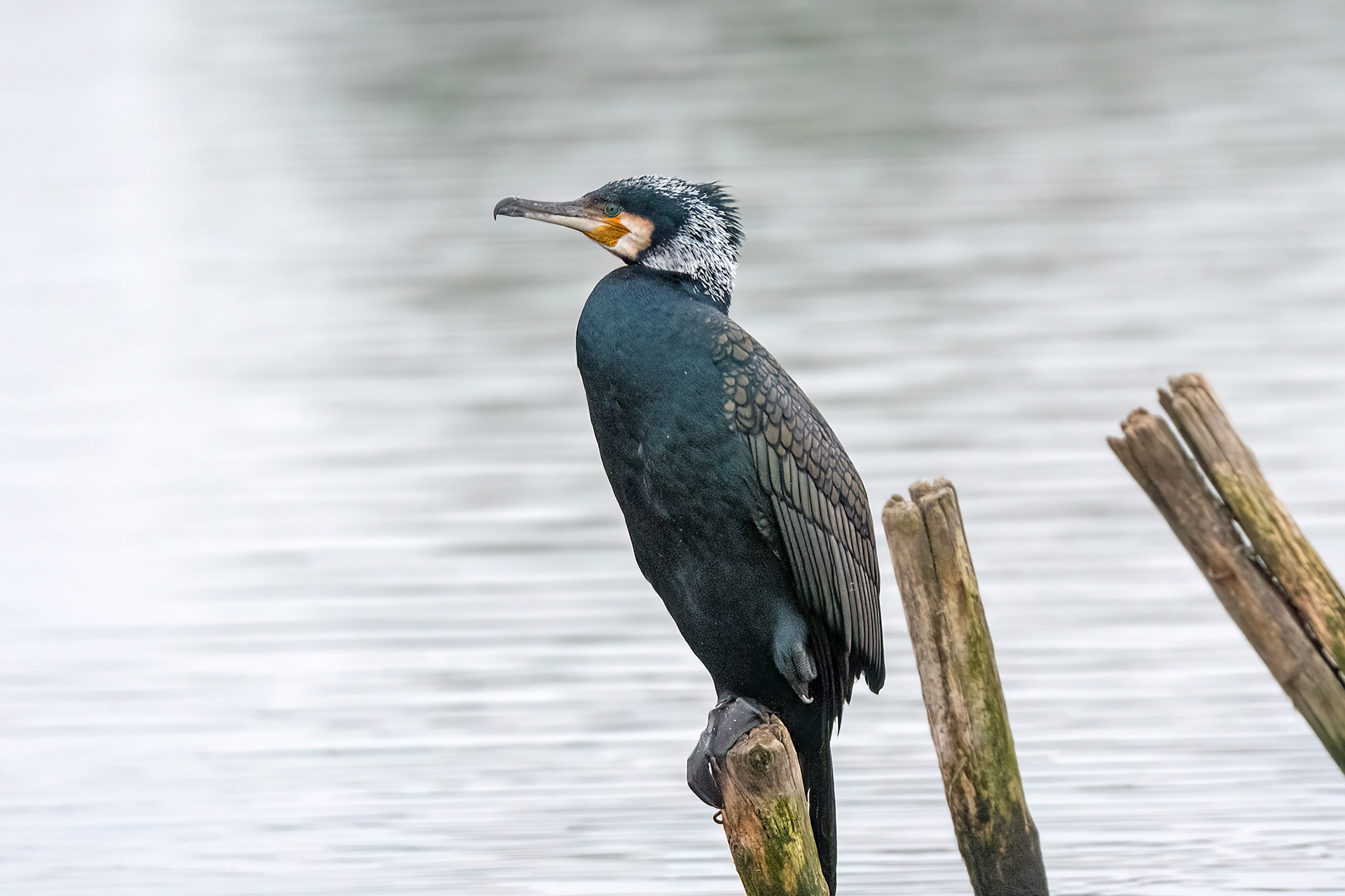 Cormorano