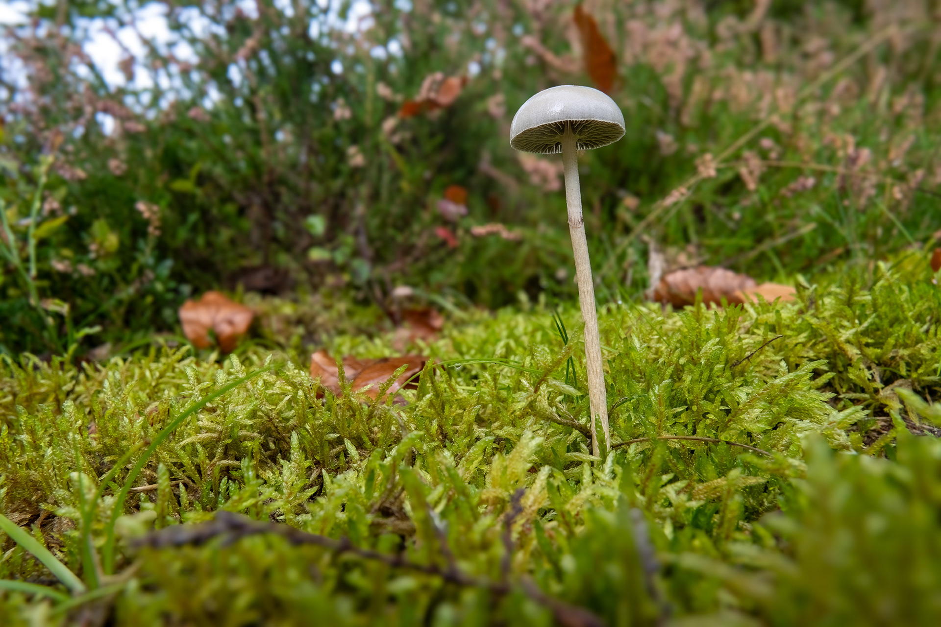 Panaeolus