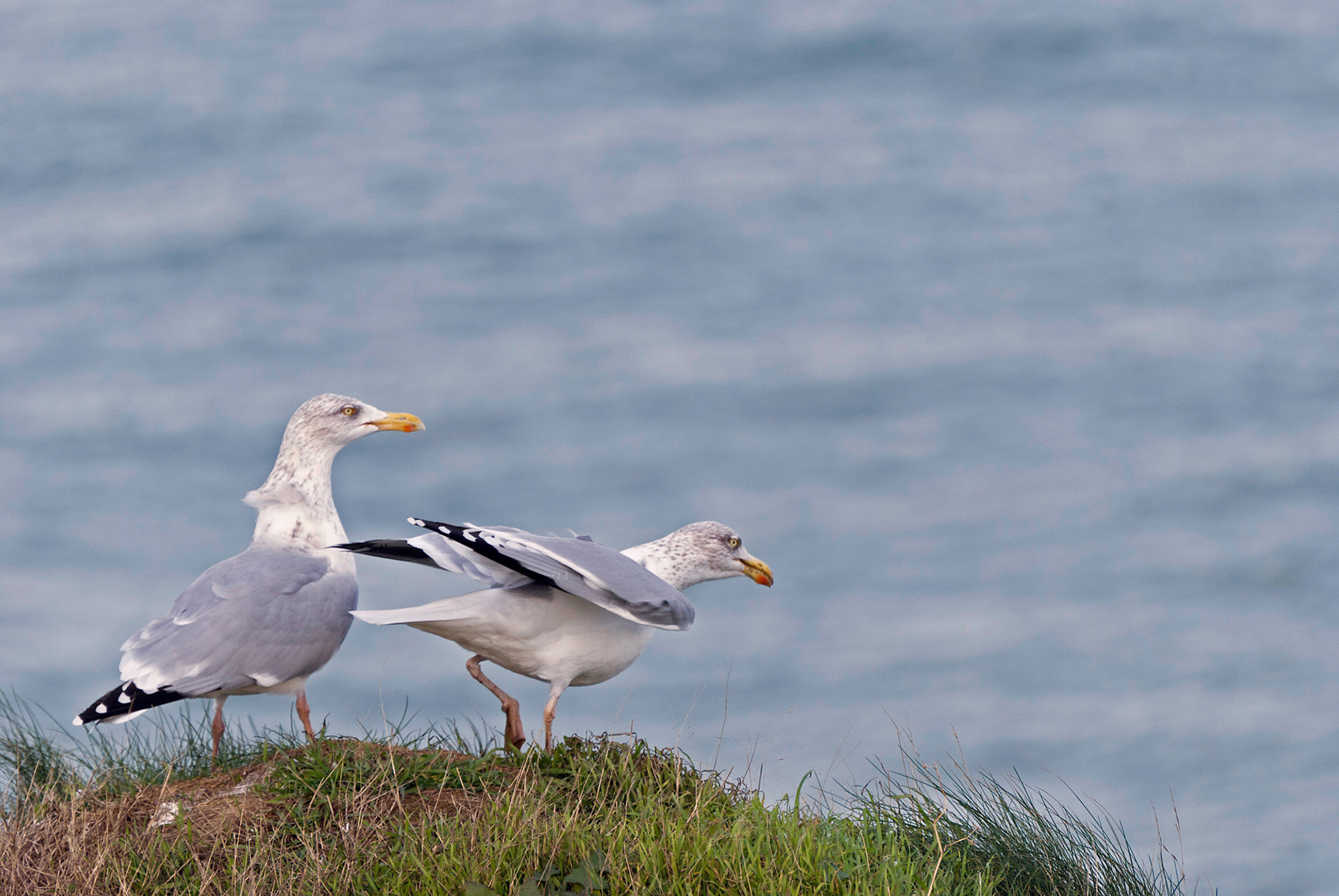 Etretat - gabbiano reale nordico
