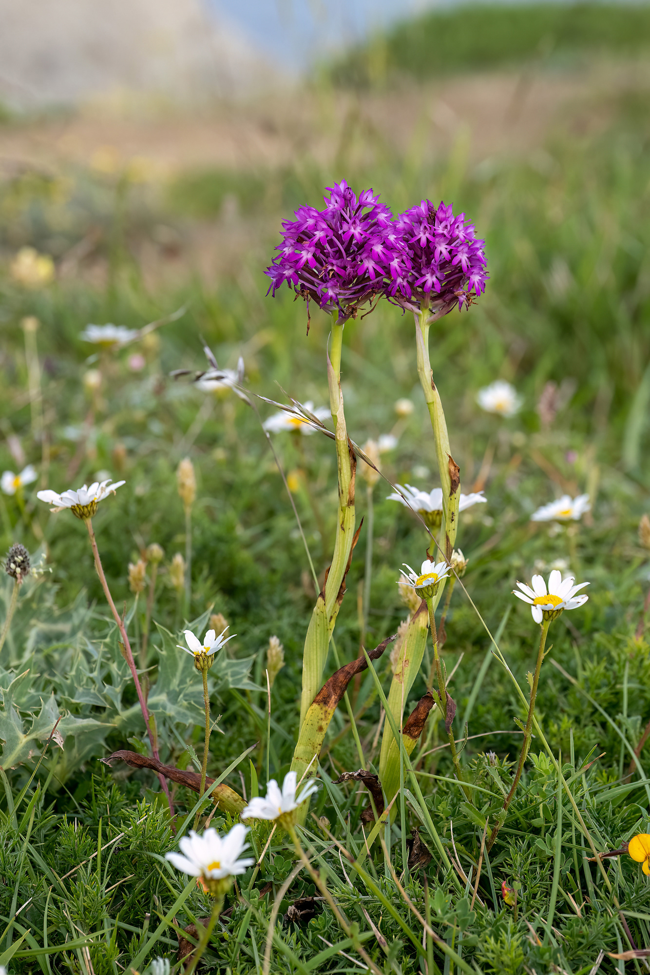Anacamptis pyramidalis