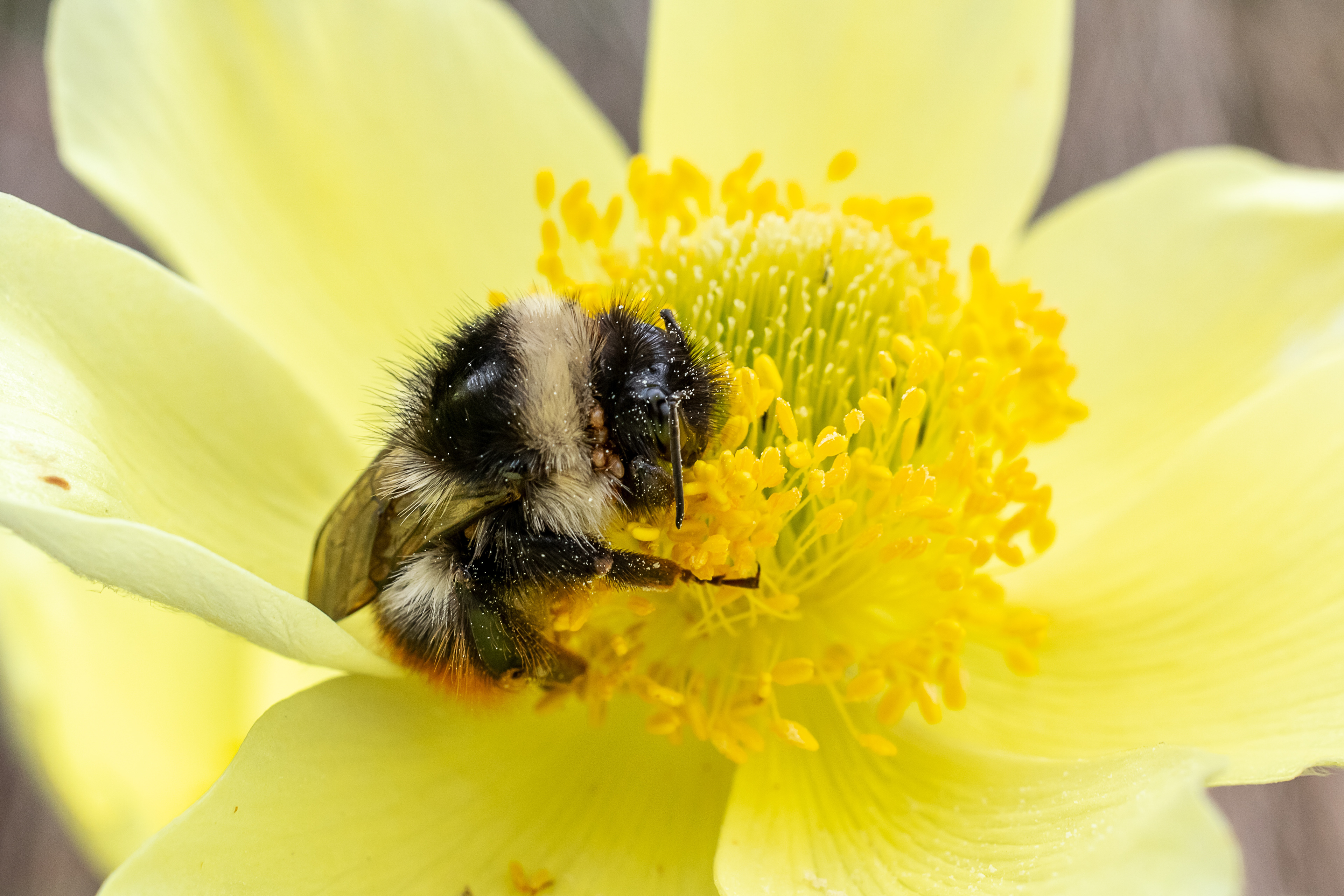 Bombus terrestris
