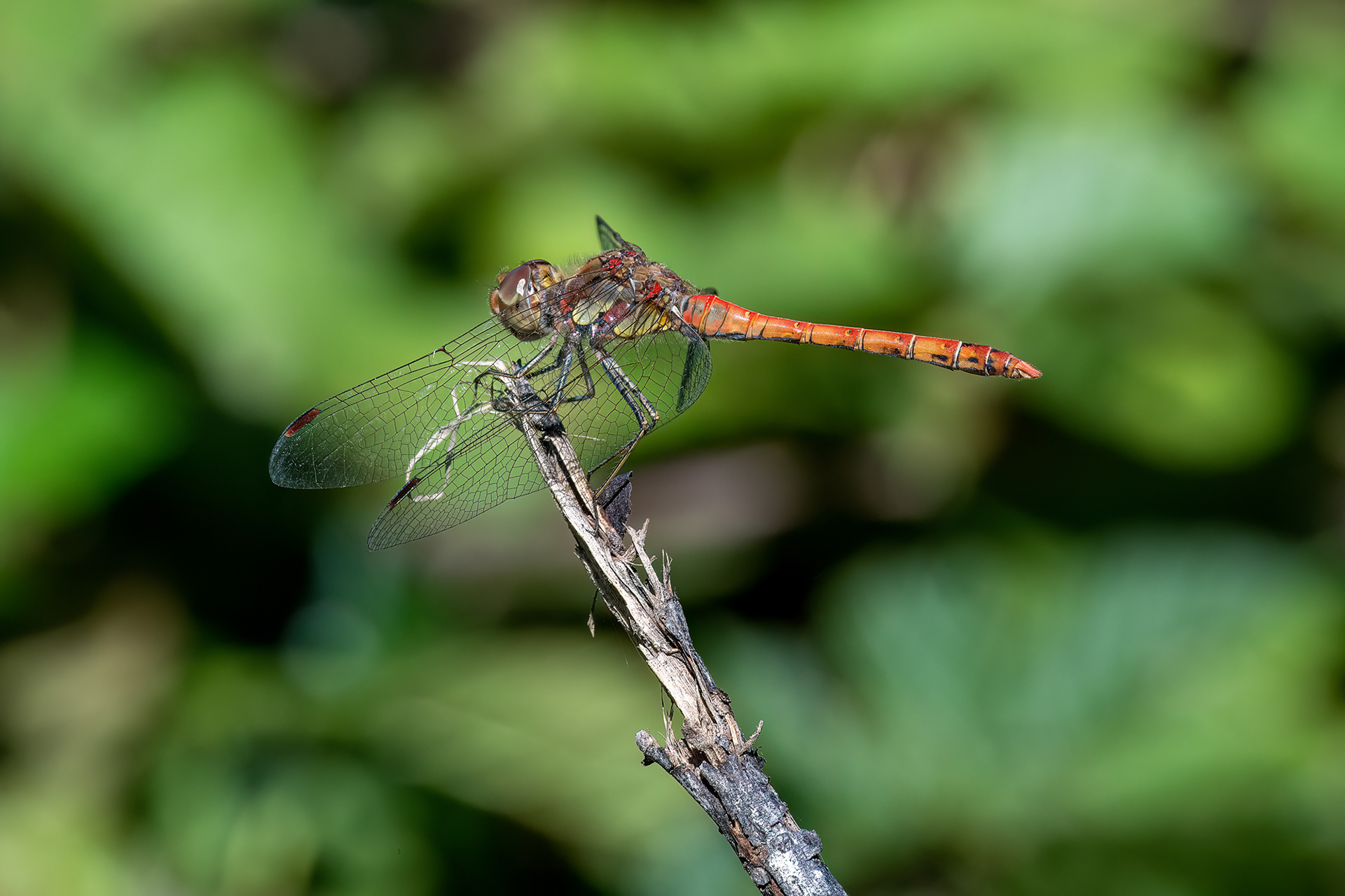 Sympetrum striolatum maschio