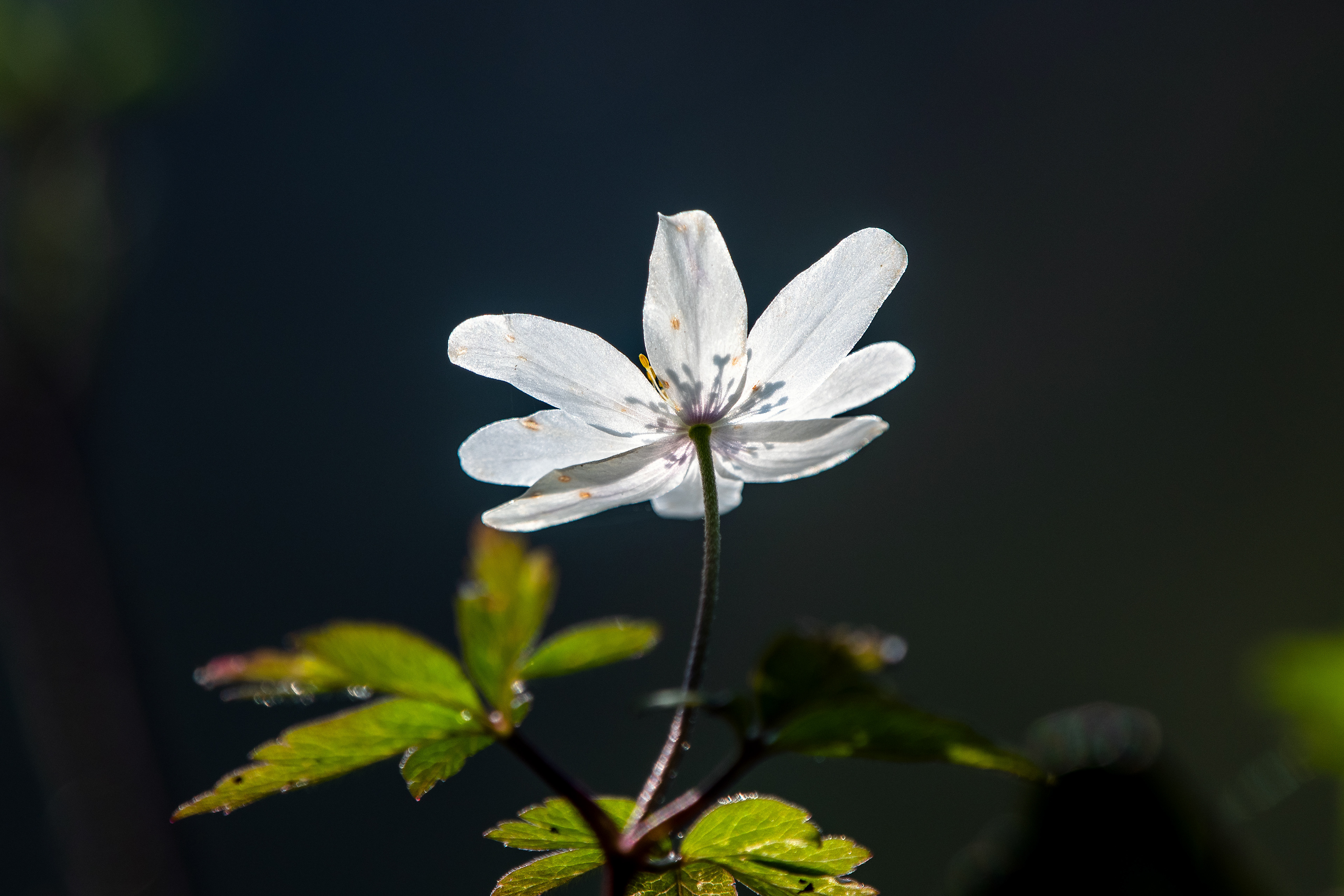 Anemone nemorosa