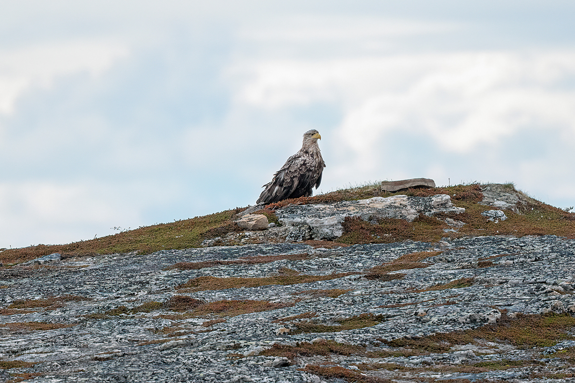Penisola di Varanger - Aquila di mare codabianca