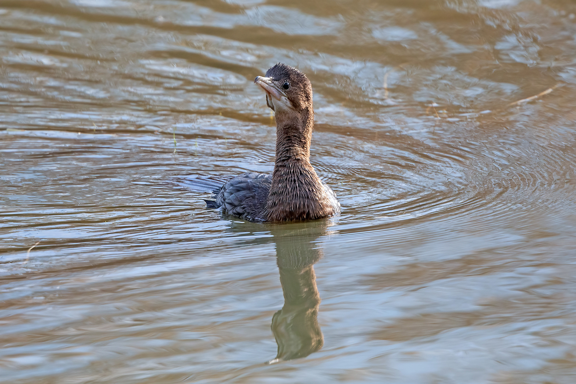 Riserva Sentina - marangone minore