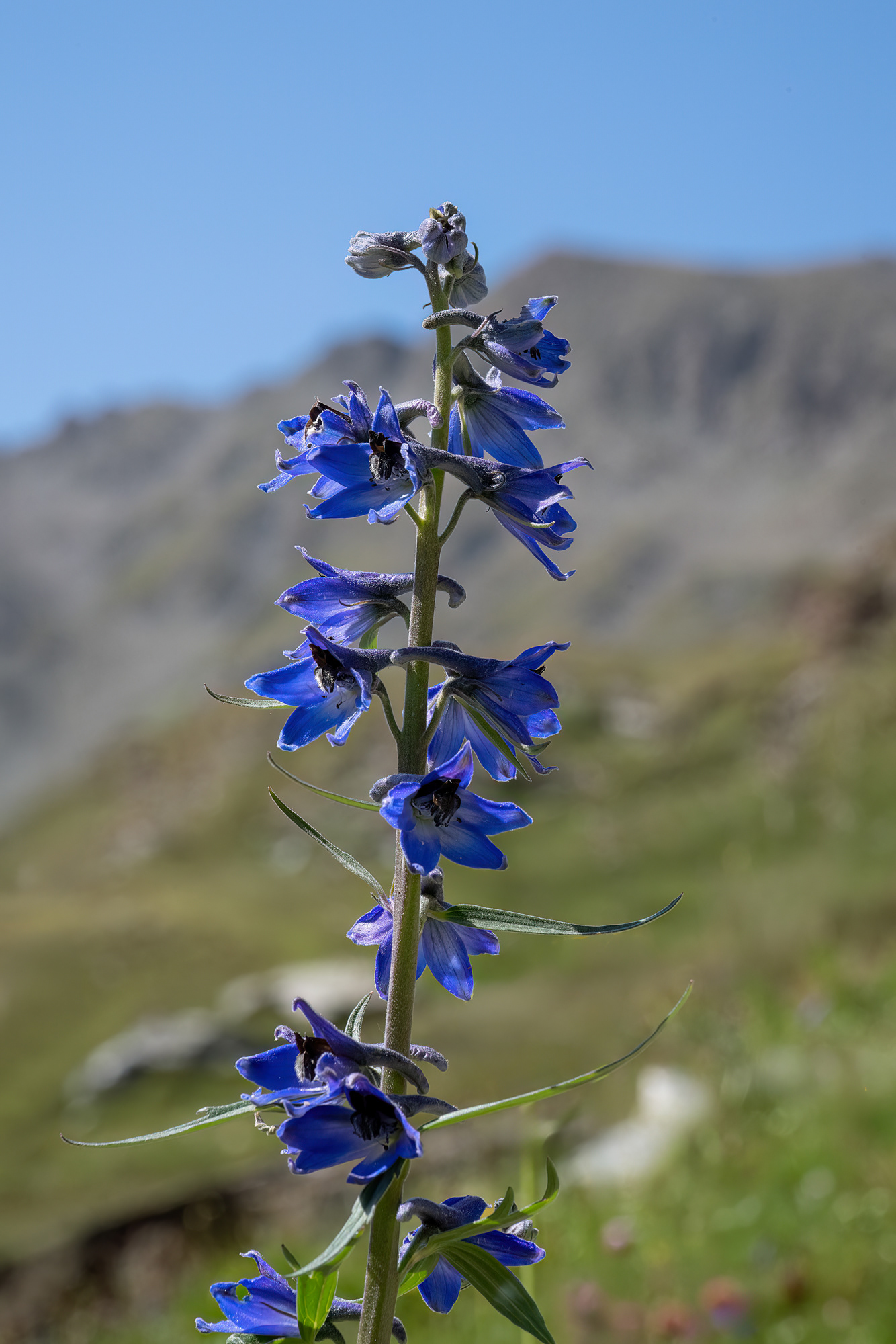 Speronella alpina - Delphinium elatum