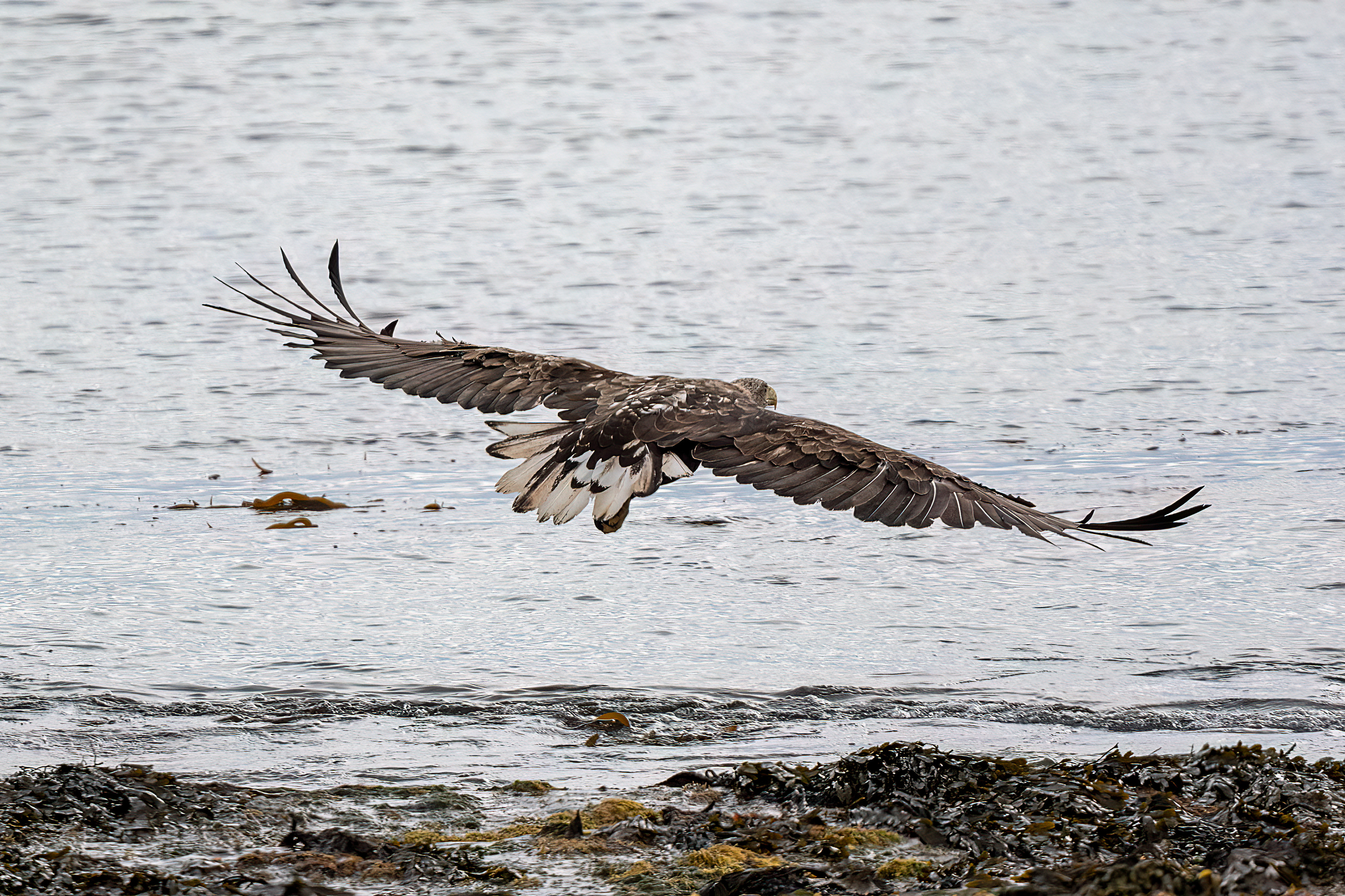 Aquila di mare codabianca