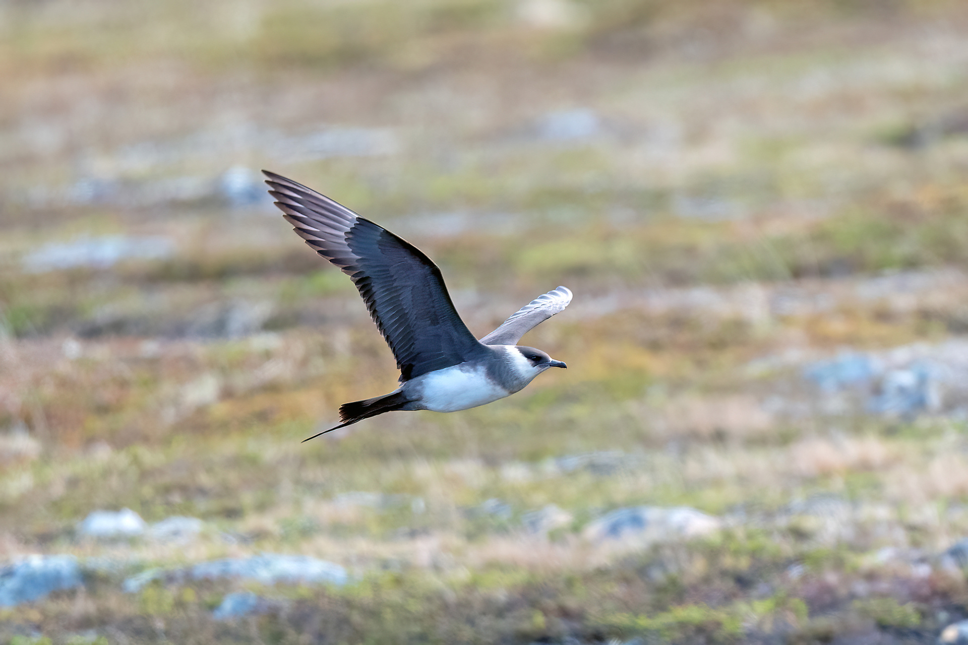 Penisola di Varanger - Labbo fase chiara