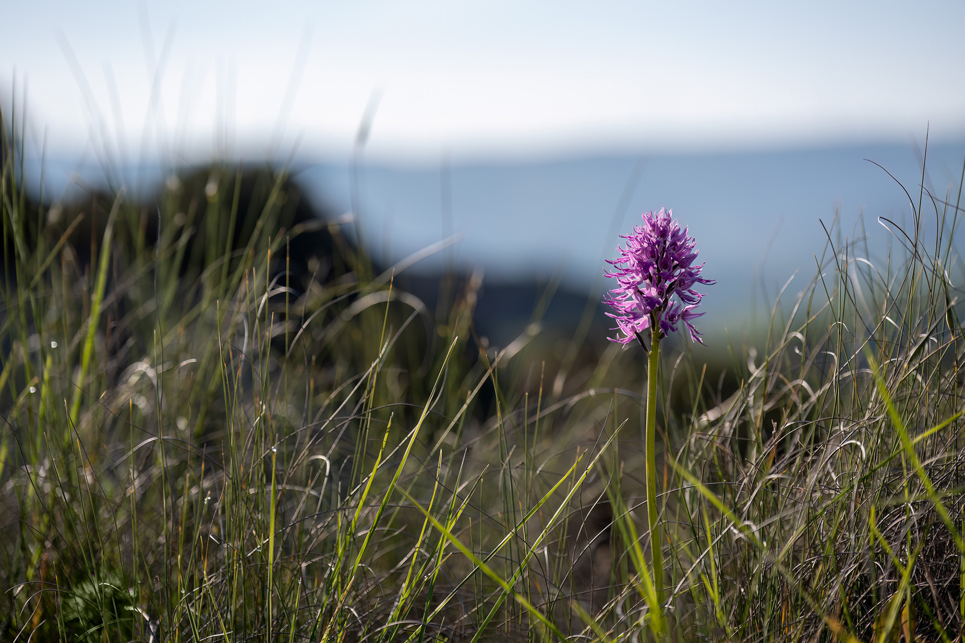 Orchis italica