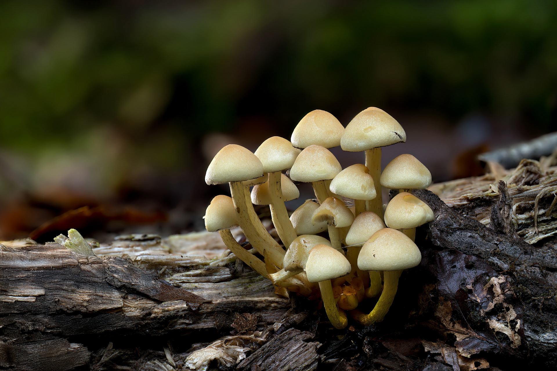 Foresta di Beffou - Hypholoma