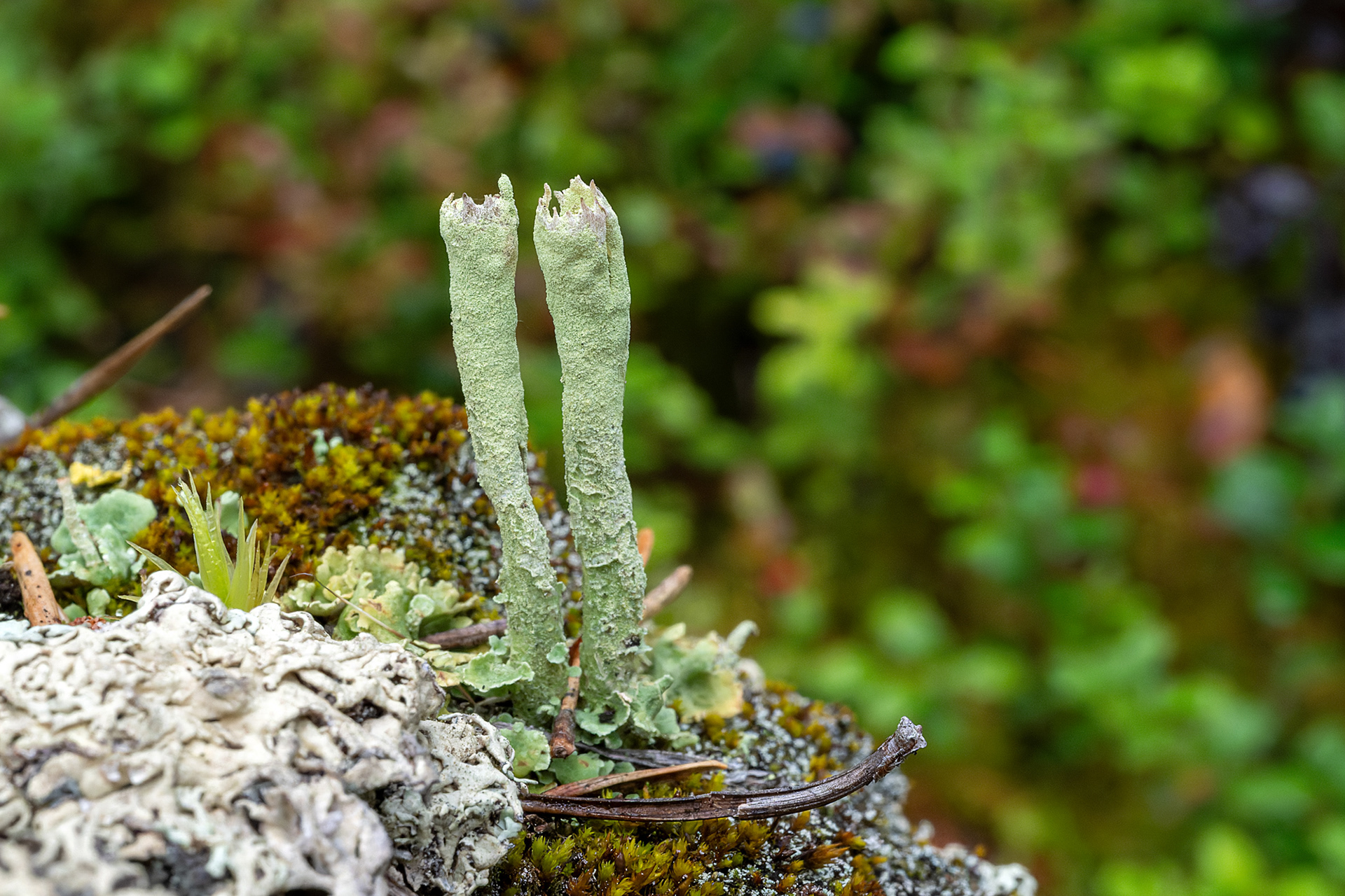 Cladonia cenotea o uncialisi