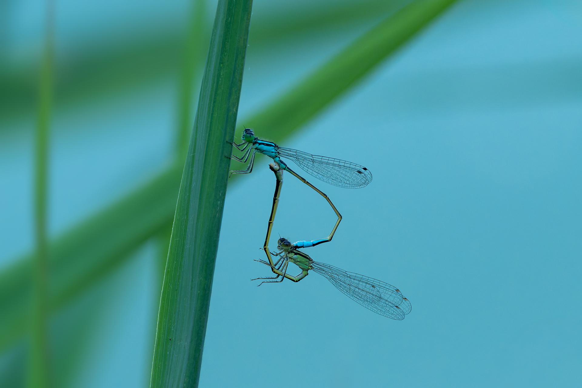 Ischnura elegans
